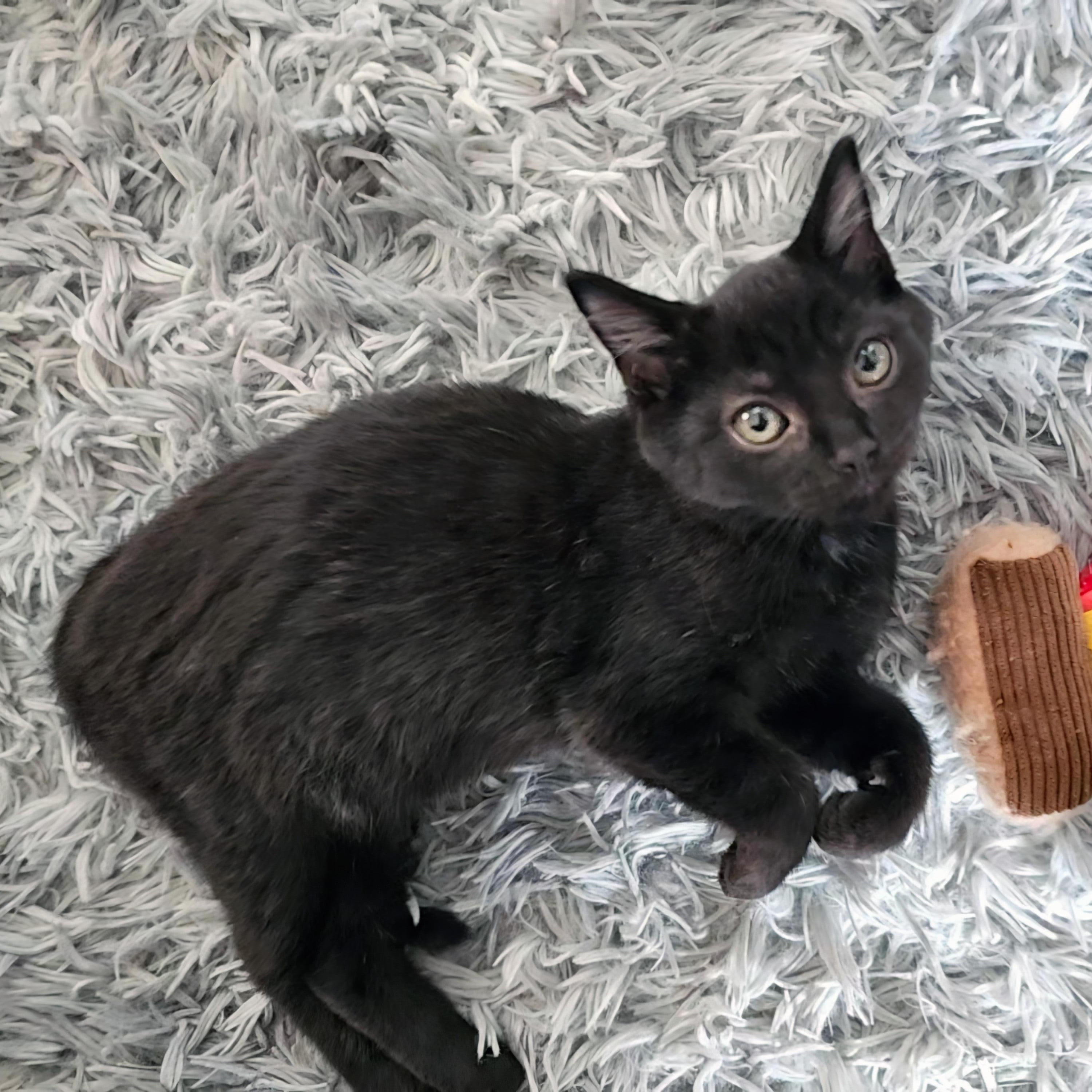 Enlarge Liri, a ADOPTABLE Domestic Short Hair in Apex, NC image 2/3