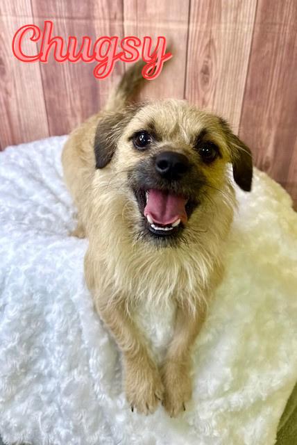 Enlarge Chugsy, an adopted mixed breed in Comfort, TX image 1/1