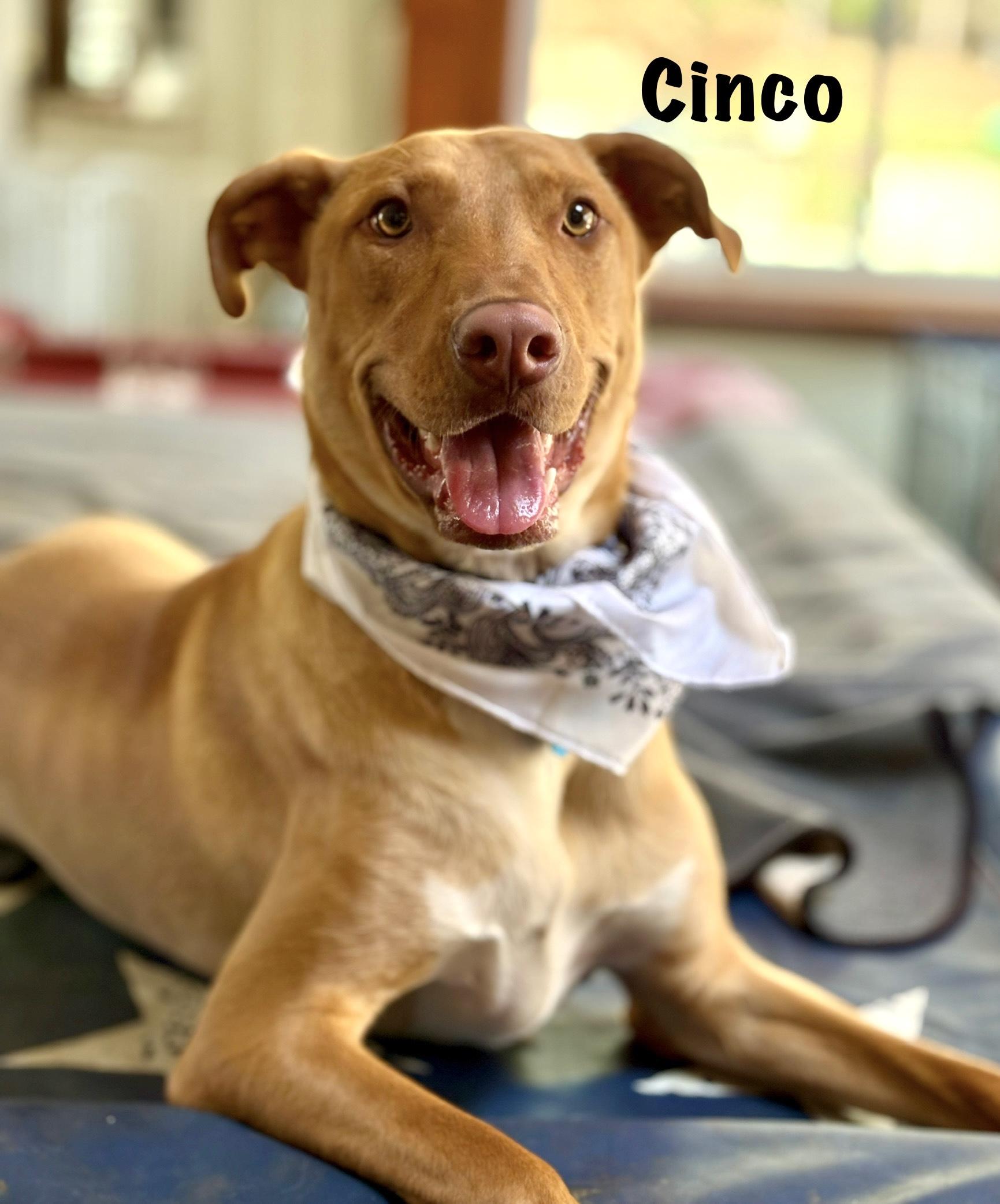 Cinco, a Adoptable mixed breed in Ossining, NY image 6/6