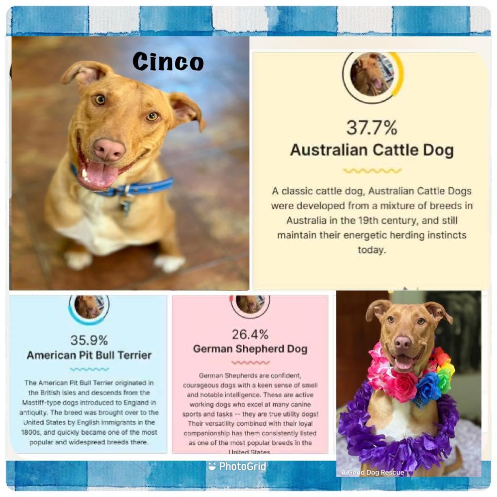 Cinco, a Adoptable mixed breed in Ossining, NY image 1/6