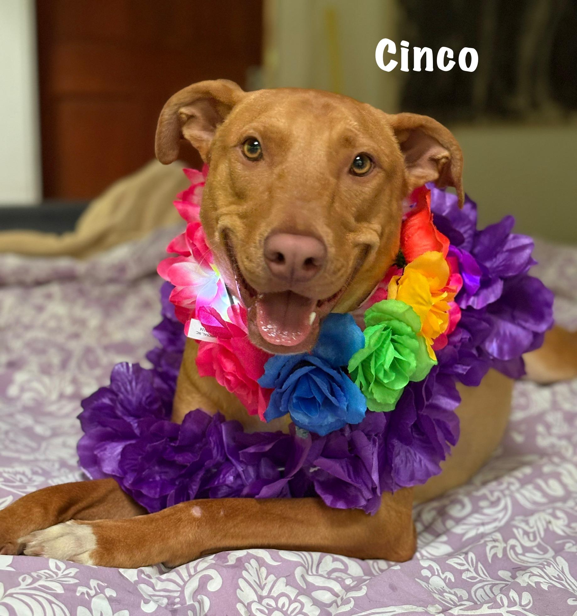 Cinco is 1-2yrs has a sweet and submissive personality always eager to run play and make new fri