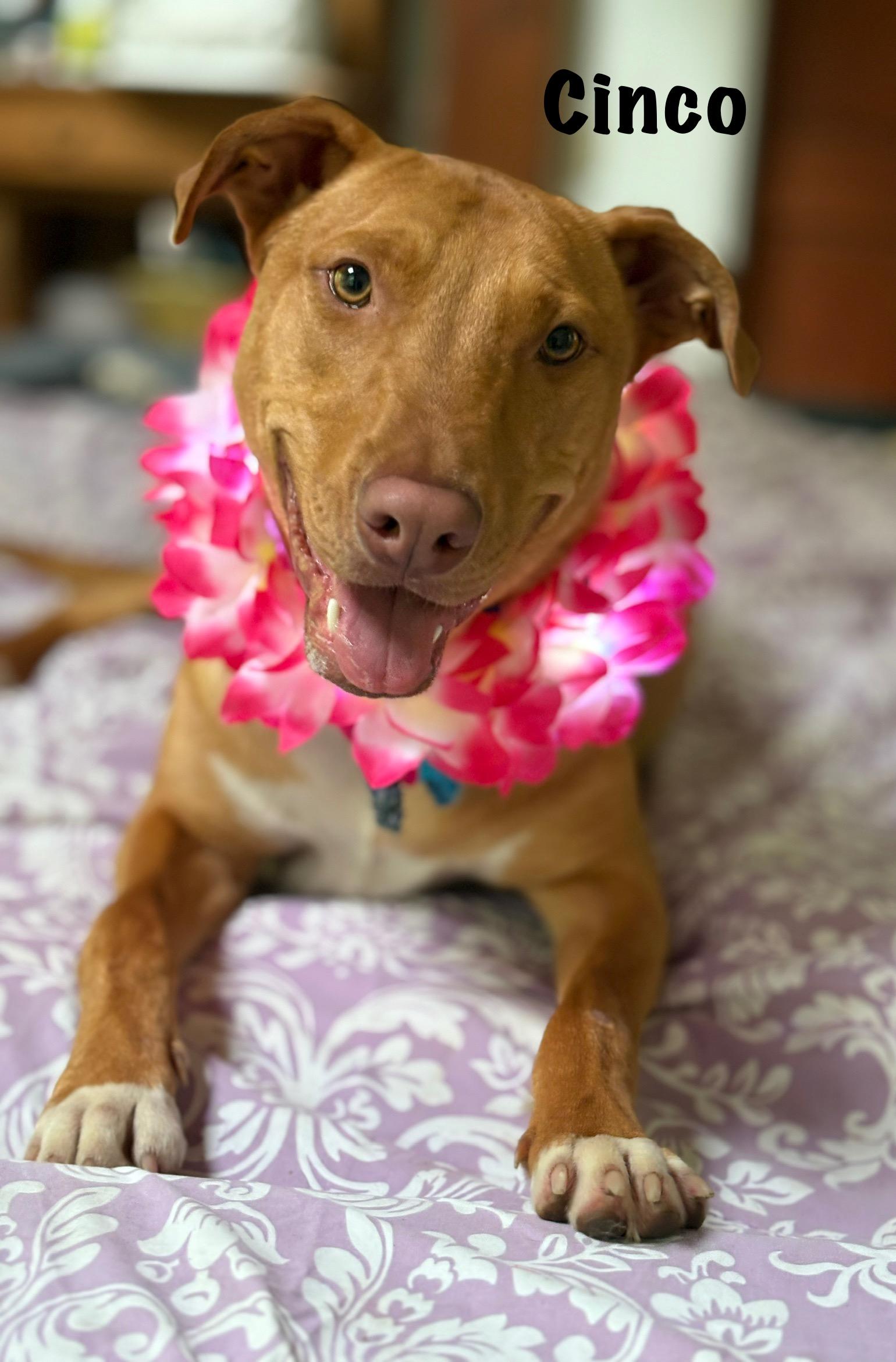 Cinco, a Adoptable mixed breed in Ossining, NY image 3/6