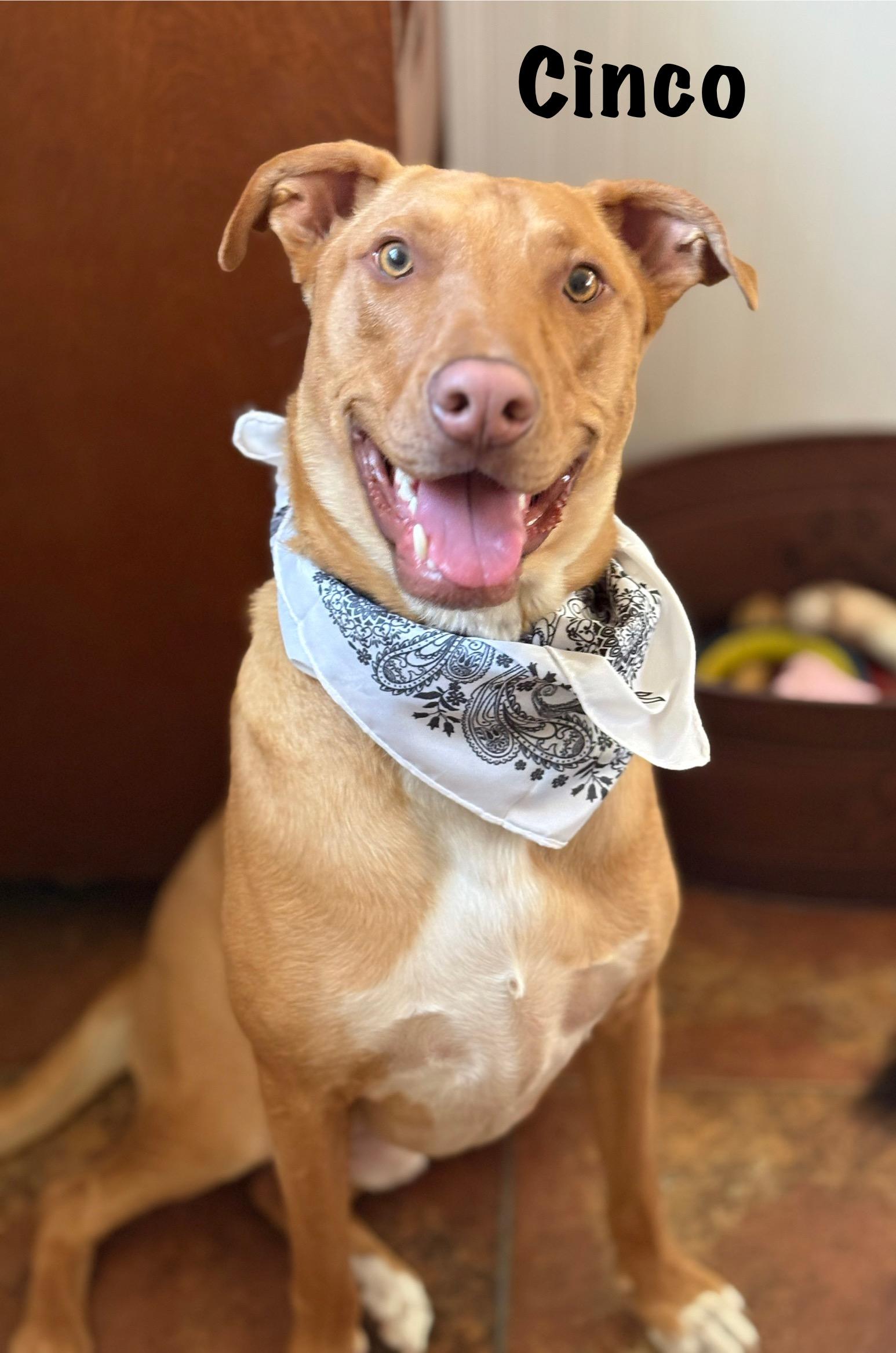 Cinco, a Adoptable mixed breed in Ossining, NY image 4/6