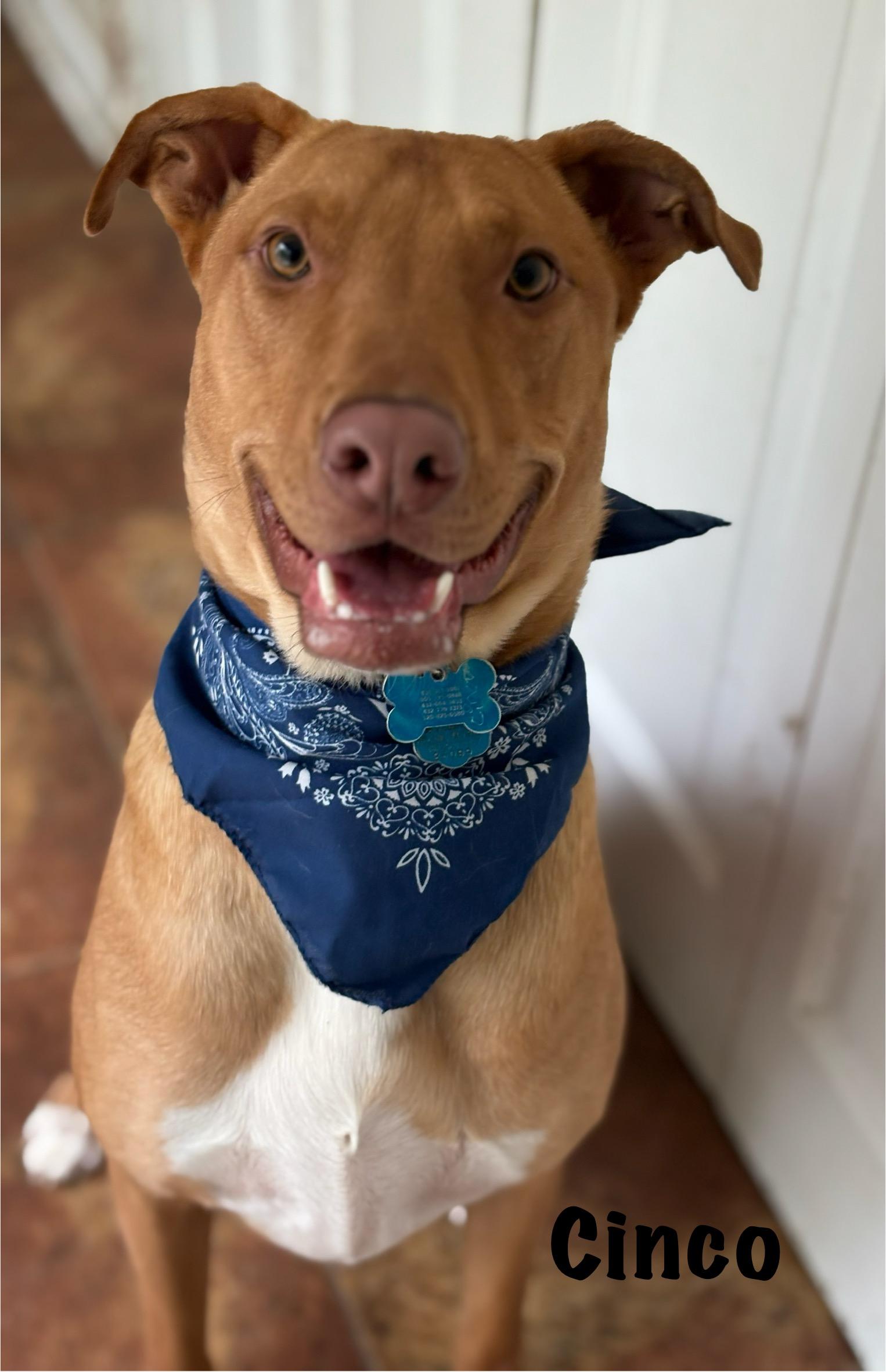 Cinco, a Adoptable mixed breed in Ossining, NY image 5/6