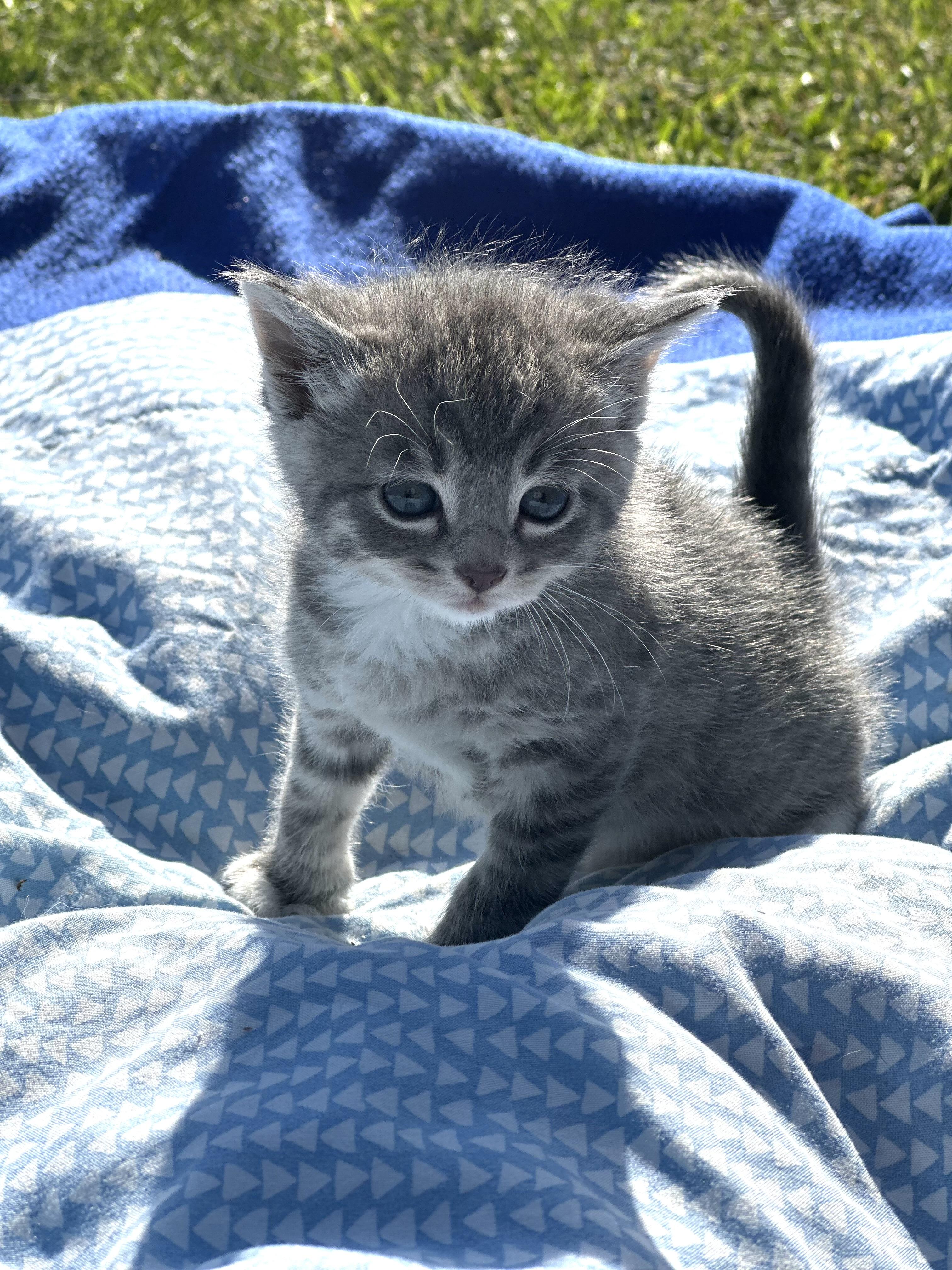 Sangria, a Adoptable Domestic Short Hair in Richmond, KY image 1/3