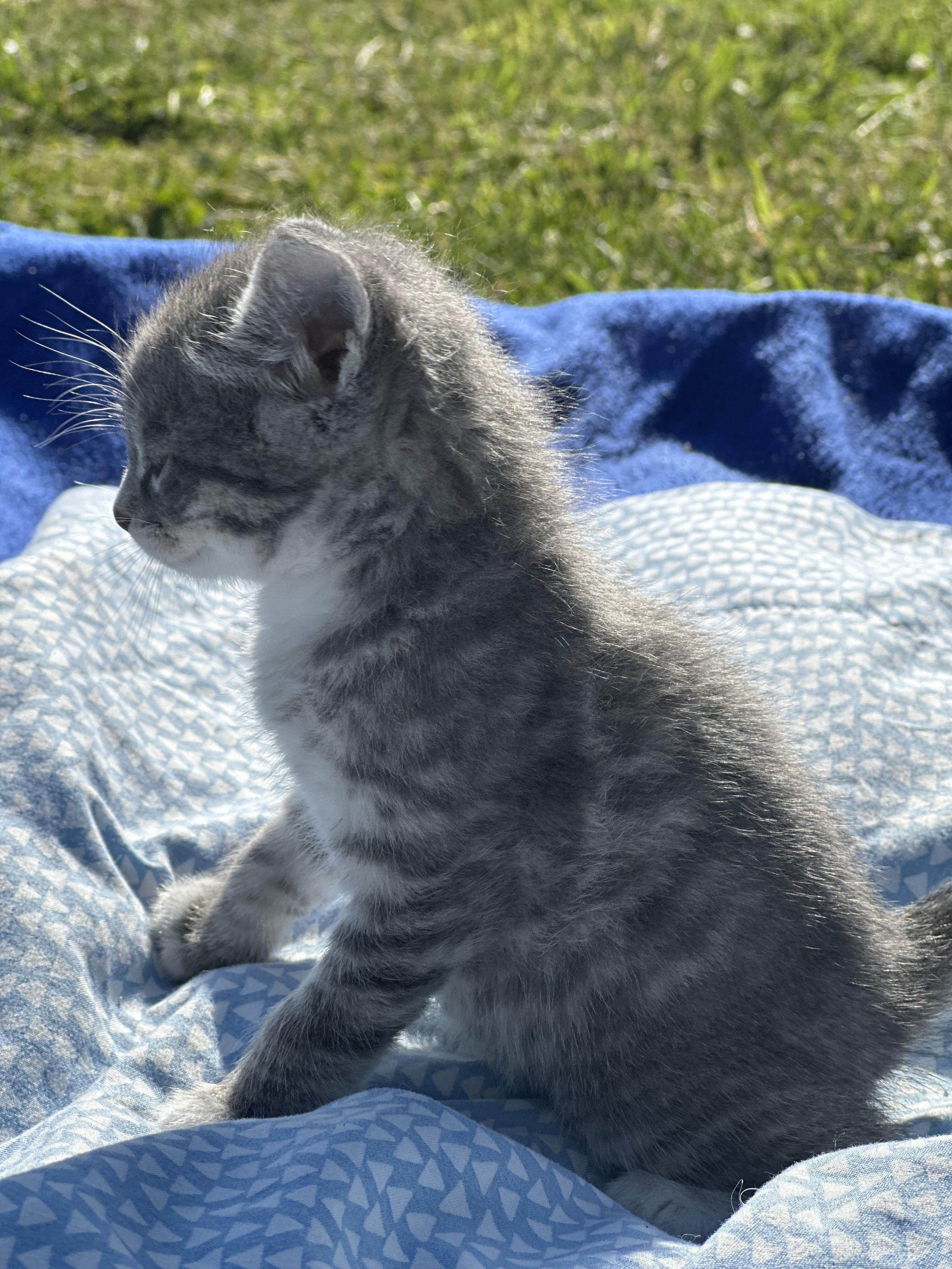 Sangria, a Adoptable Domestic Short Hair in Richmond, KY image 2/3