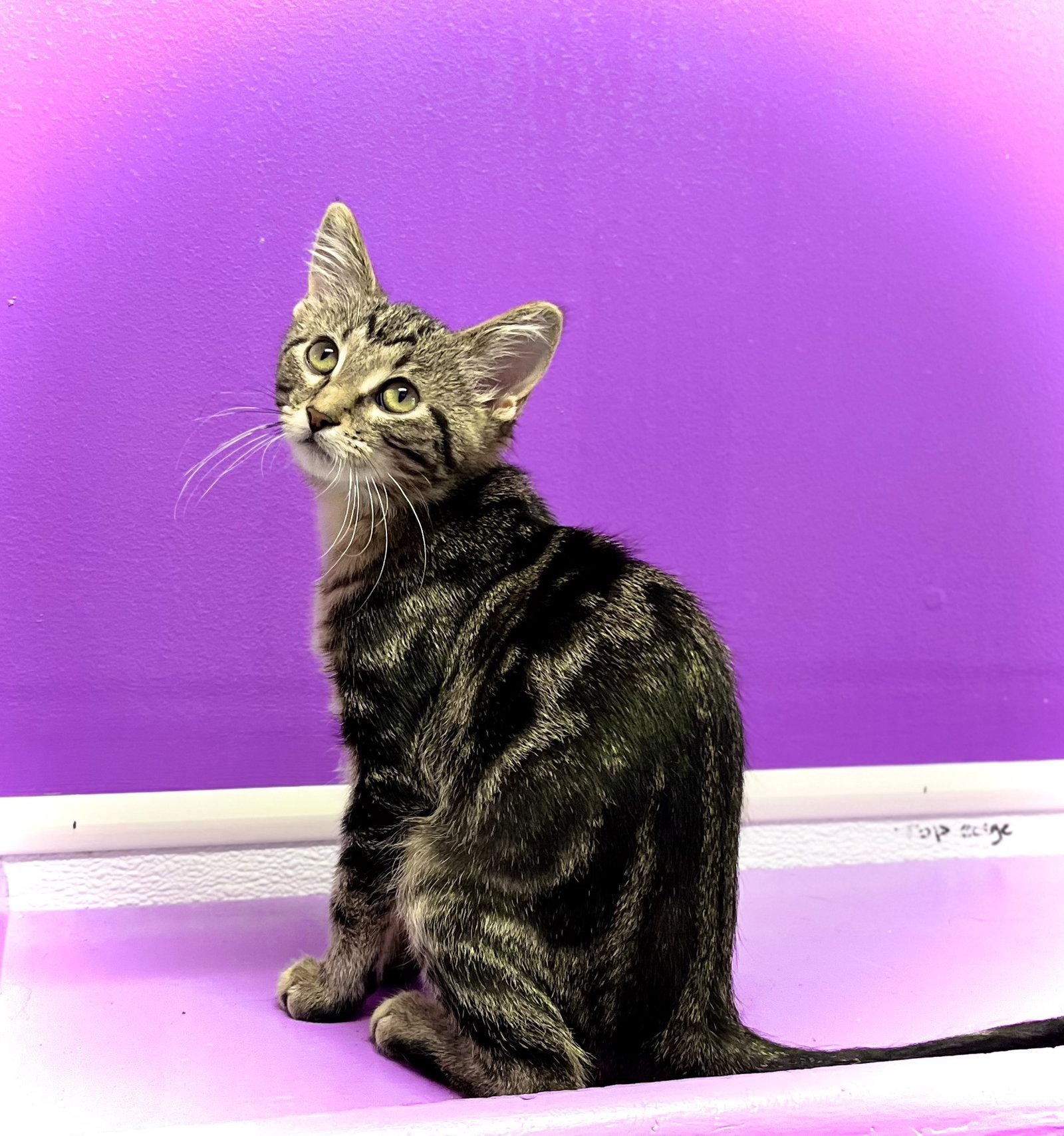 Doty, Adopted, Kitten Female Domestic Short Hair.