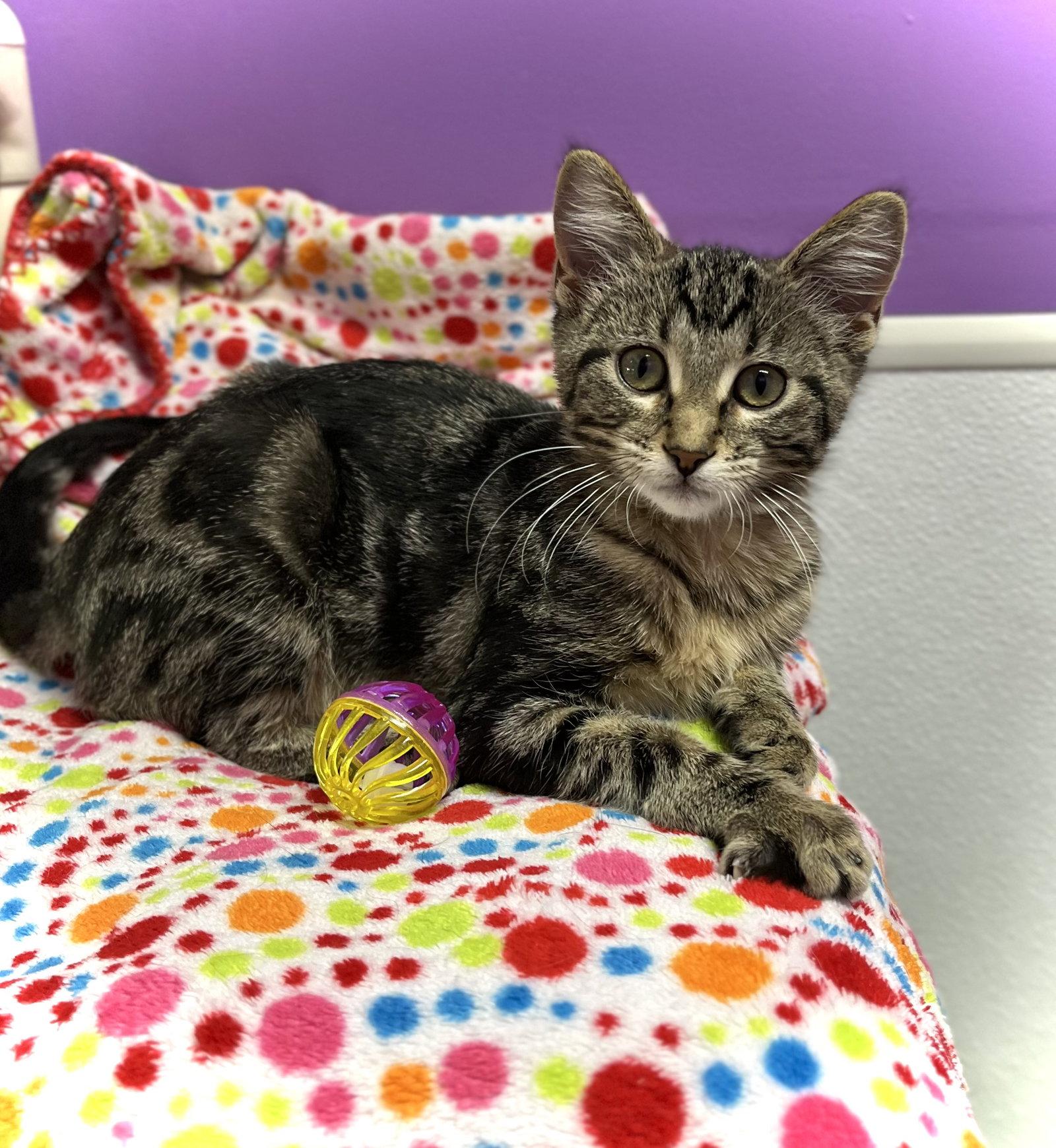 Doty, a Adopted Domestic Short Hair in Estherville, IA image 2/3