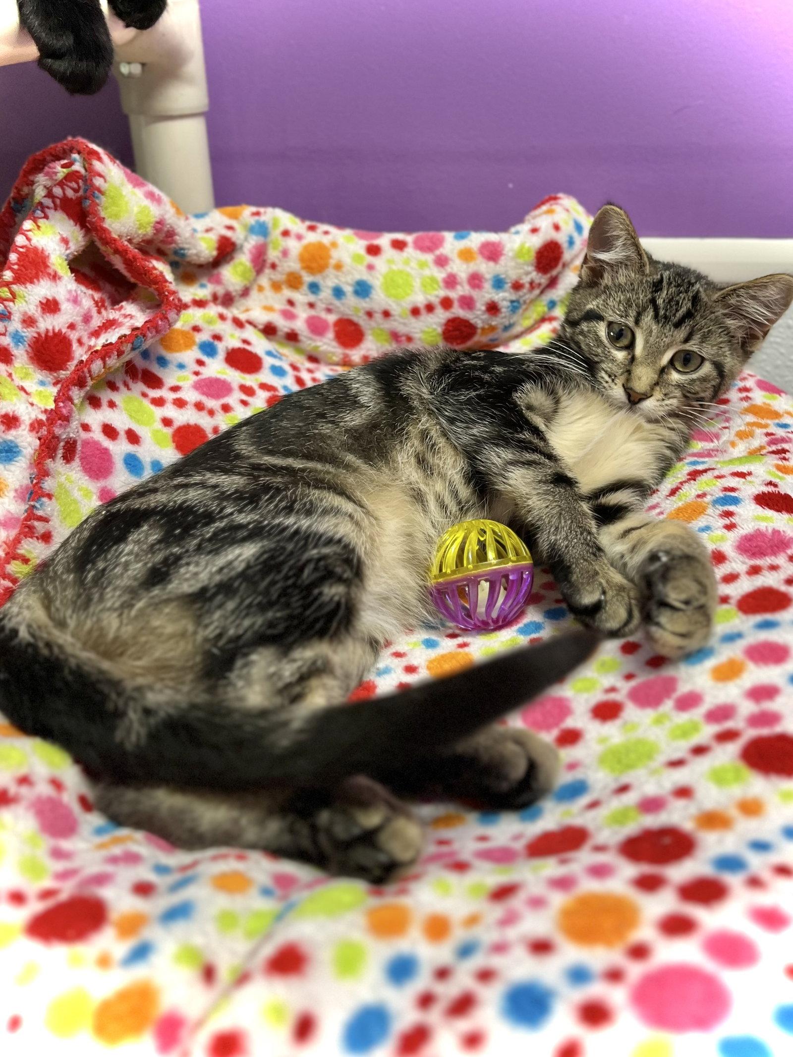 Doty, a Adopted Domestic Short Hair in Estherville, IA image 3/3