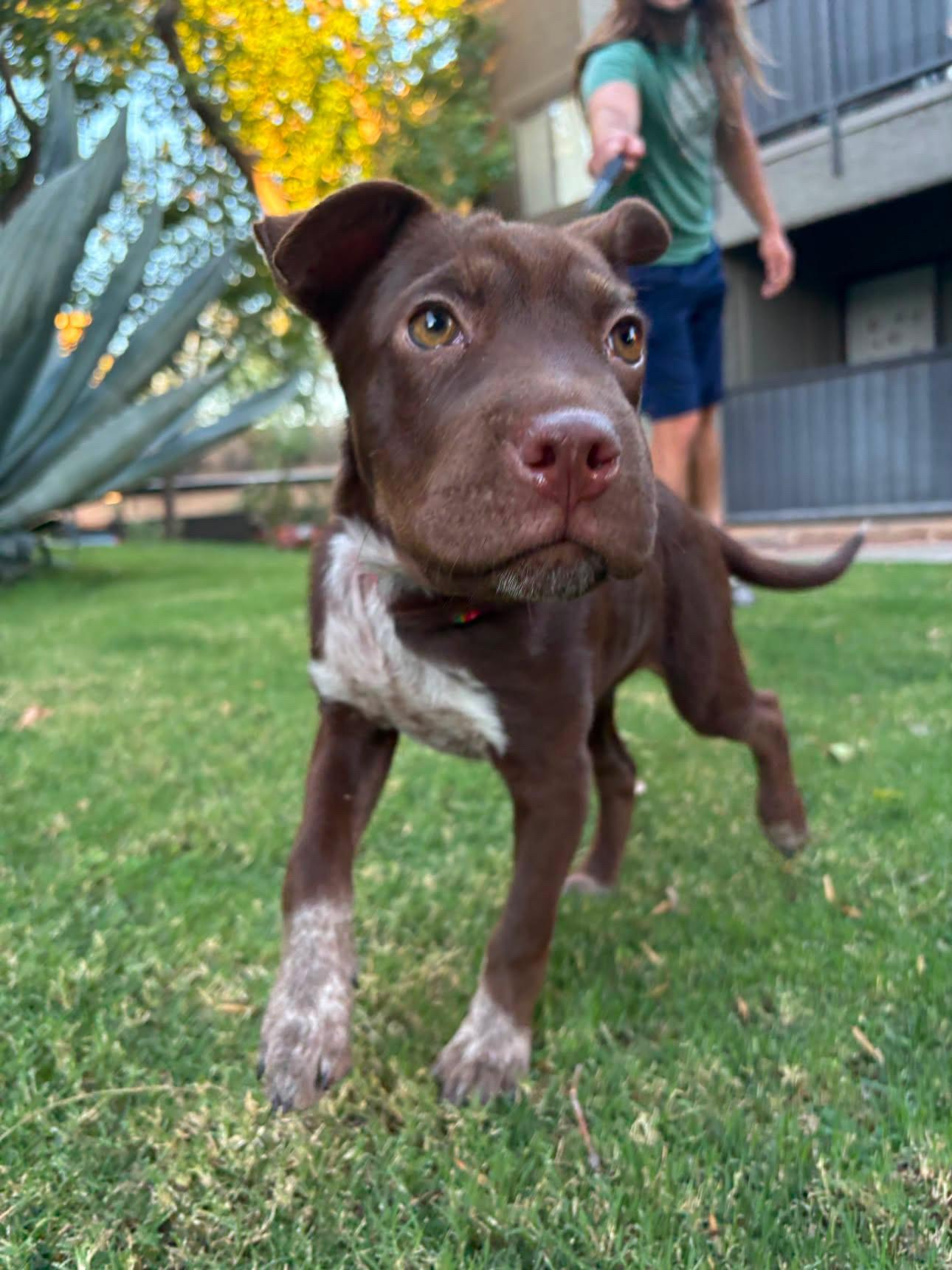 Roxy, adopted, Young Female Shar-Pei & Pit Bull Terrier.