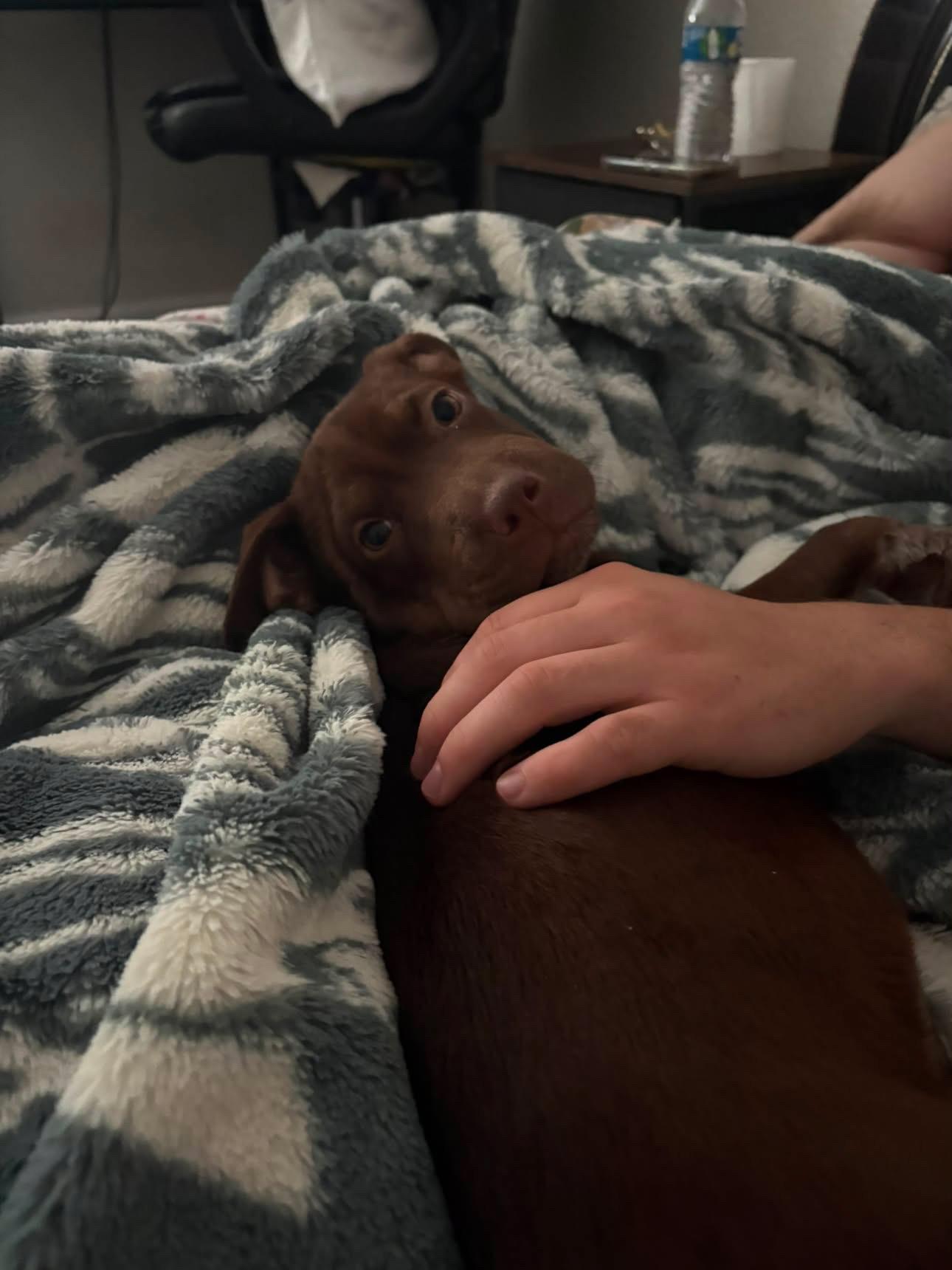 Enlarge Roxy, an adopted mixed breed in Peoria, AZ image 3/5