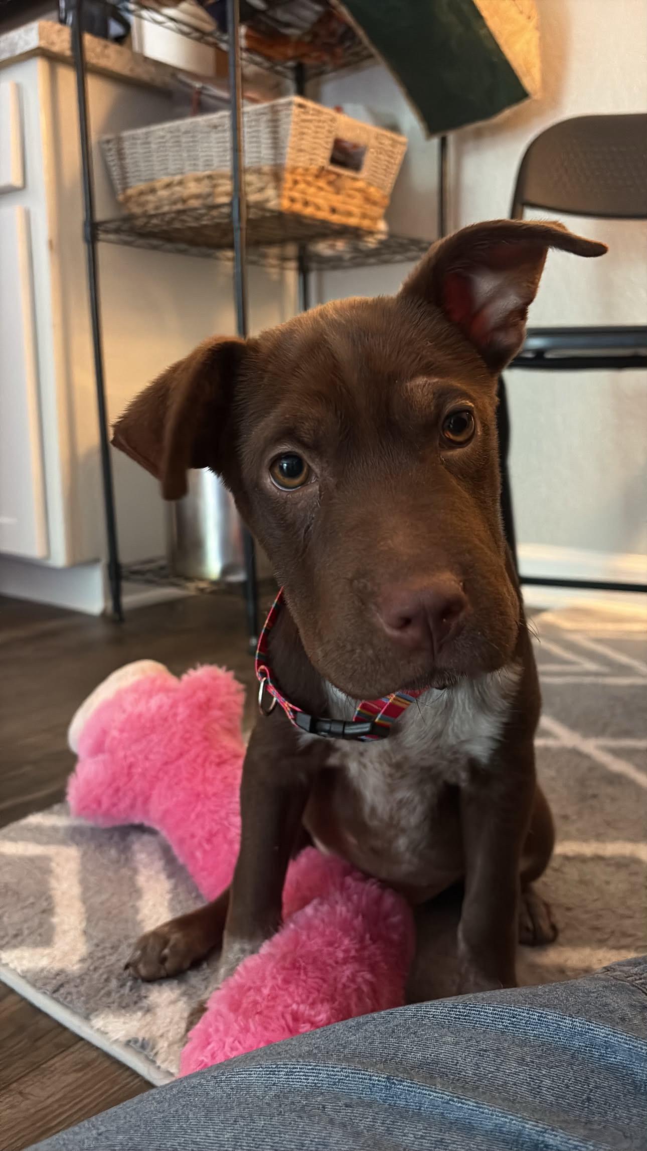 Enlarge Roxy, an adopted mixed breed in Peoria, AZ image 2/5
