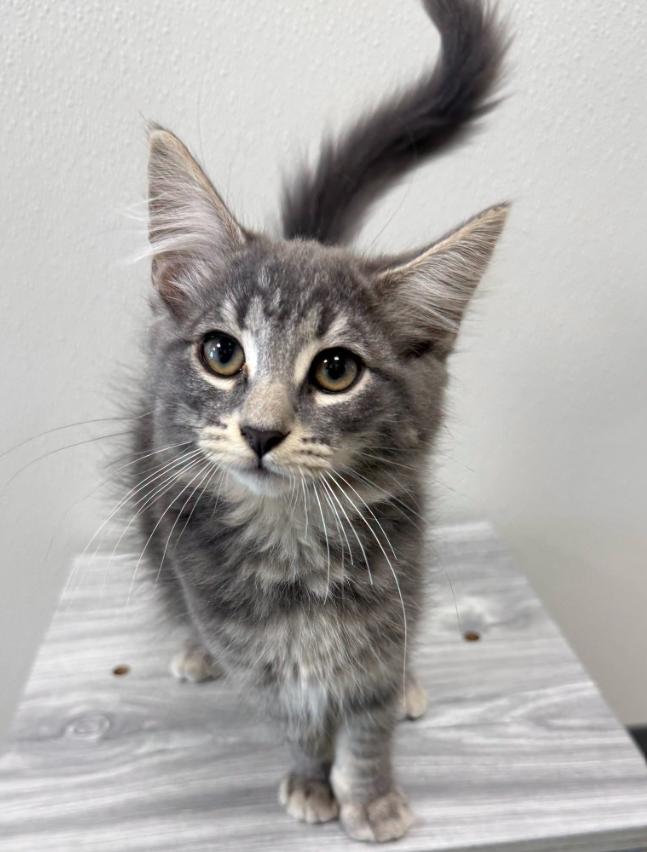 Enlarge Sparky, a Adoptable Domestic Medium Hair in Hornell, NY image 1/1