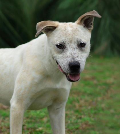 Enlarge Hunter, a Adoptable mixed breed in Tyler, TX image 3/3