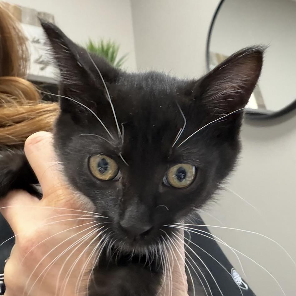 MaryKate, Adoptable, Kitten Female Domestic Short Hair.