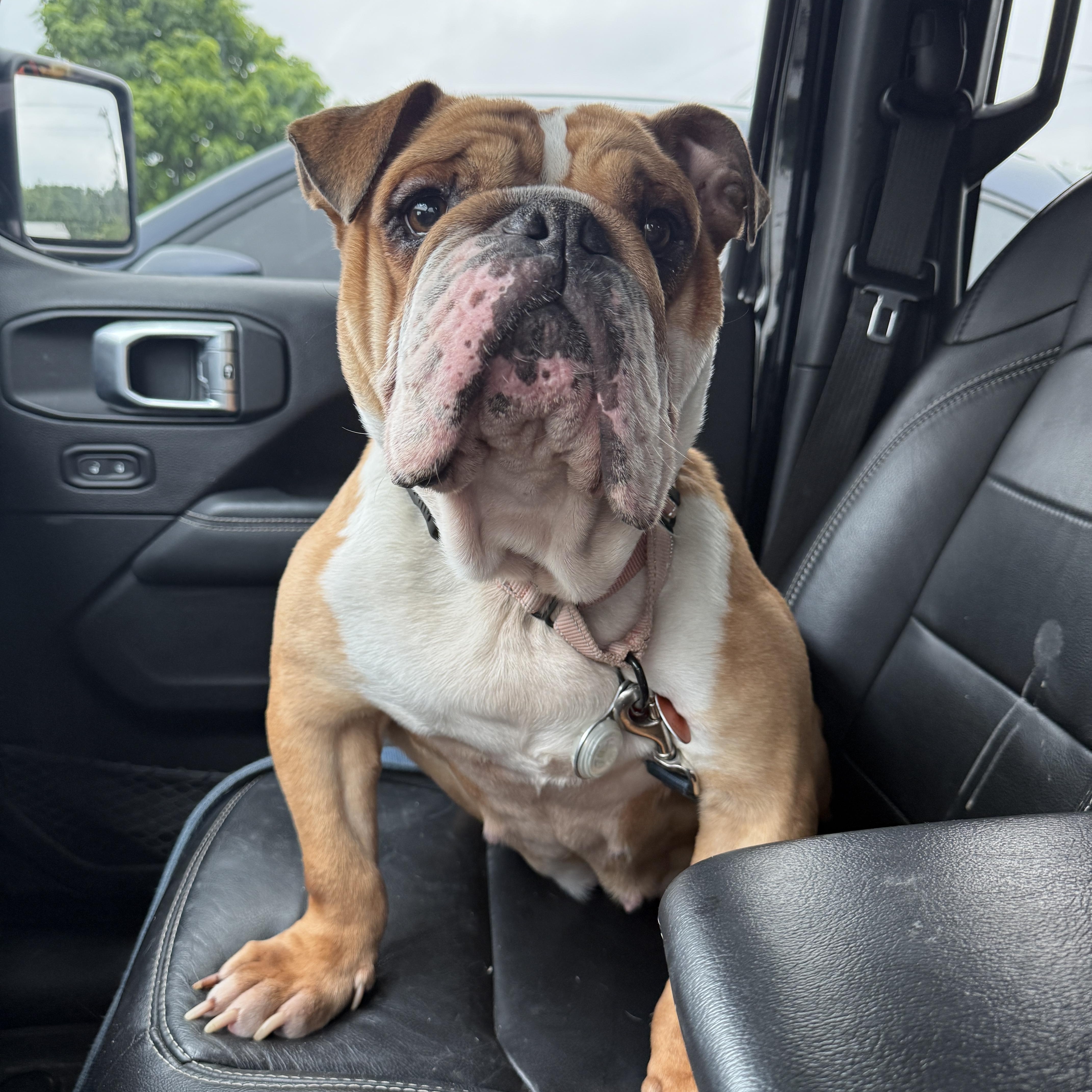 Enlarge Reba, an adopted American Bulldog in Milford, OH image 2/6