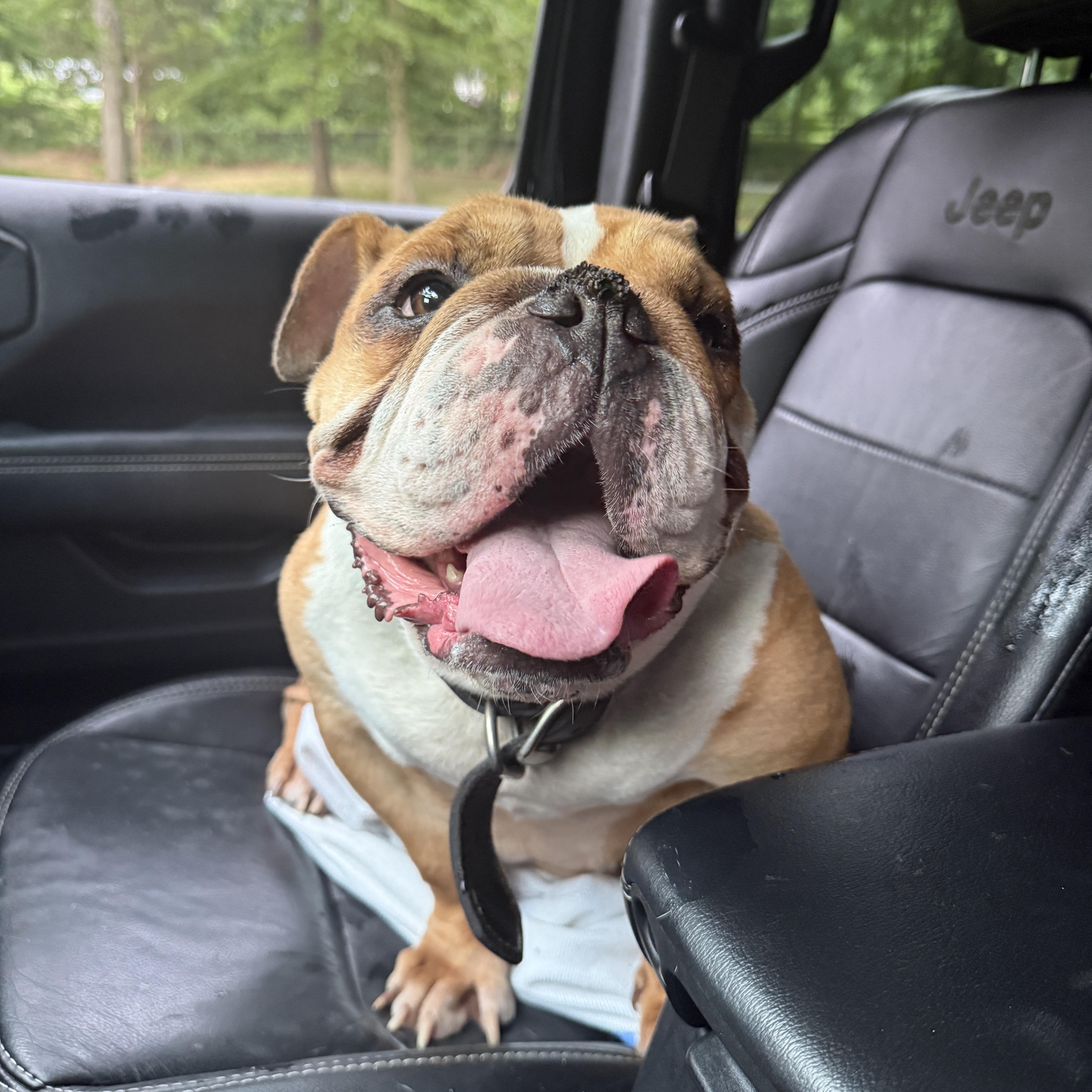 Enlarge Reba, an adopted American Bulldog in Milford, OH image 1/6