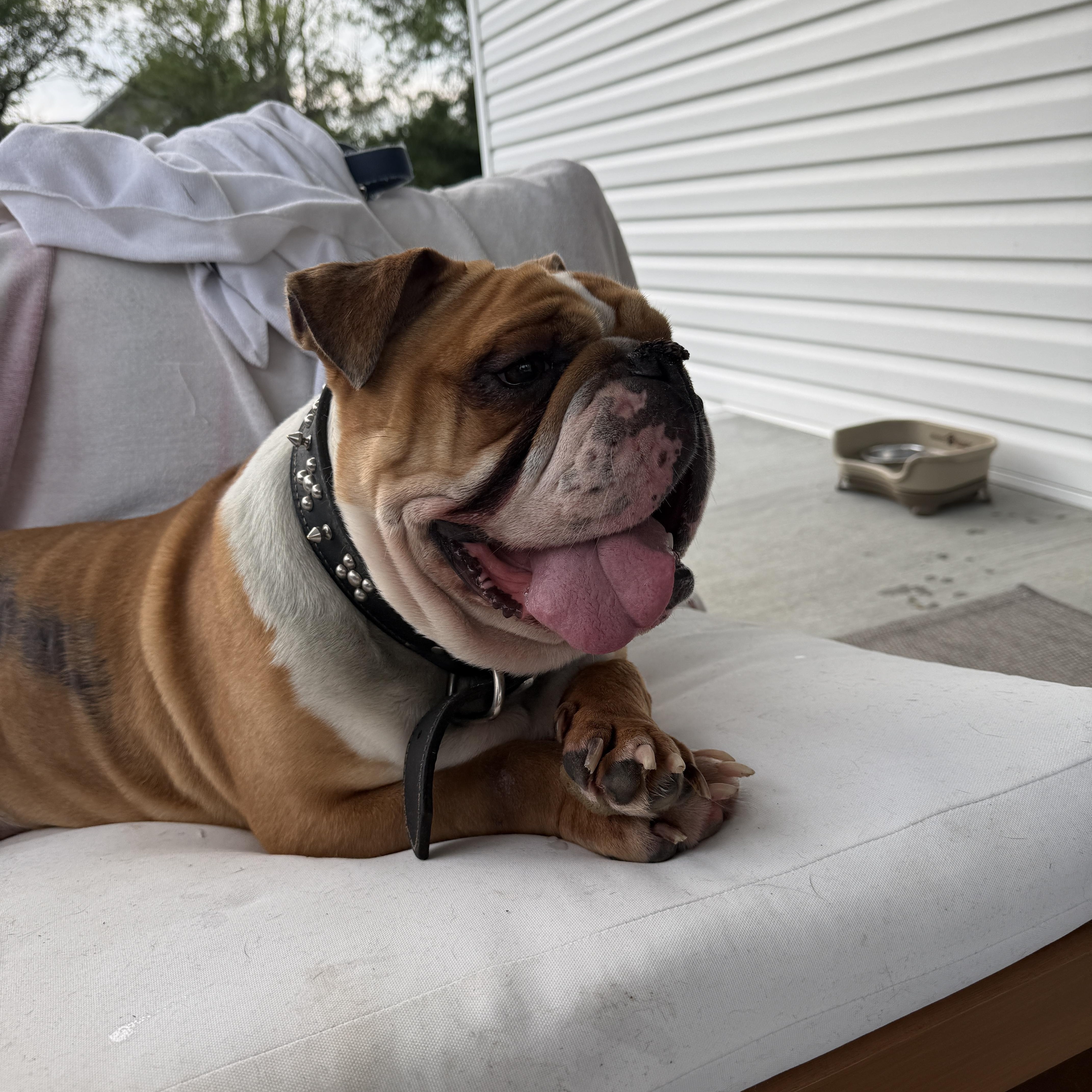 Enlarge Reba, an adopted American Bulldog in Milford, OH image 6/6
