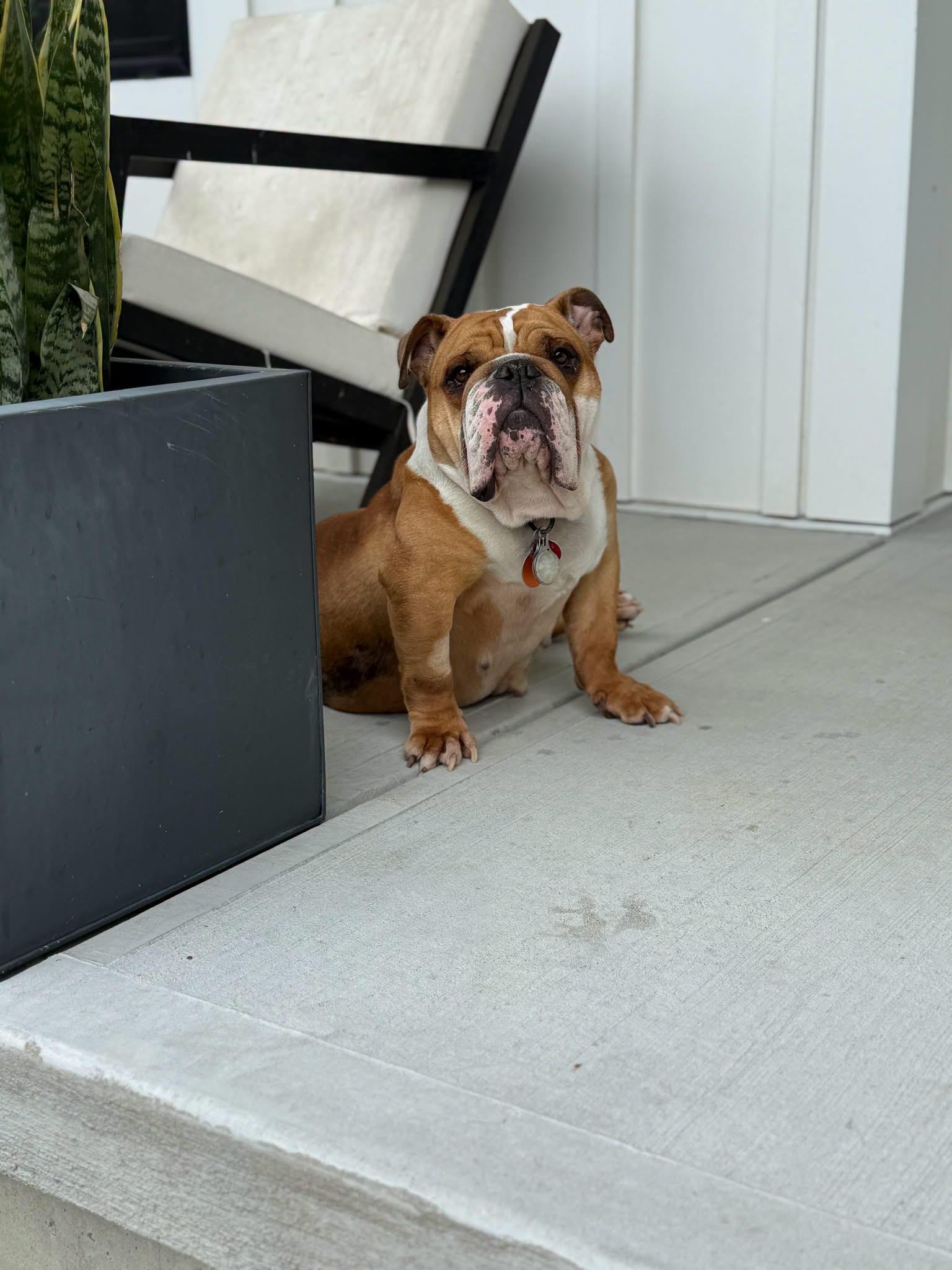 Enlarge Reba, an adopted American Bulldog in Milford, OH image 4/6