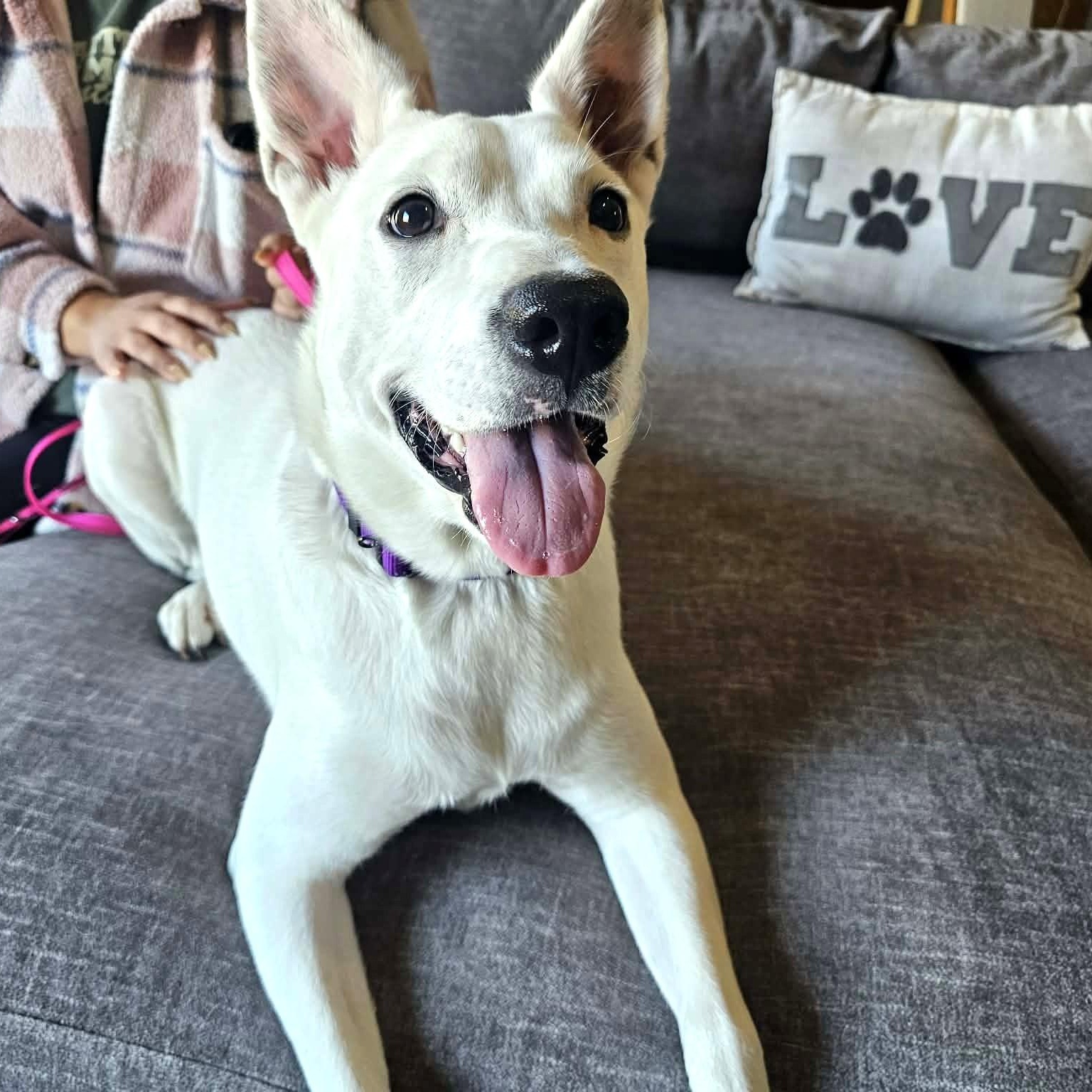 Sweet Sasha - The Happiest Girl, Adoptable, Young Female German Shepherd Dog & Labrador Retriever.