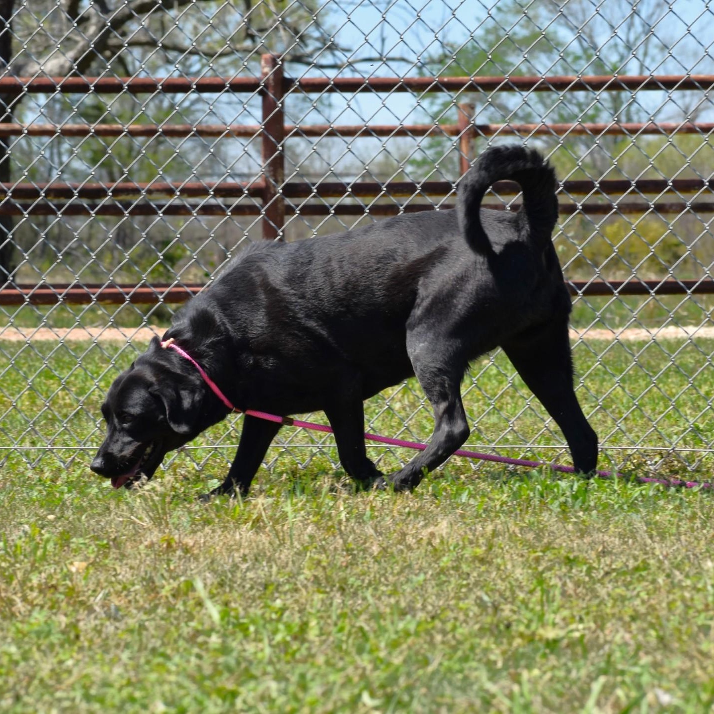 Linnie, an adoptable mixed breed in Amsterdam, NY image 5/6