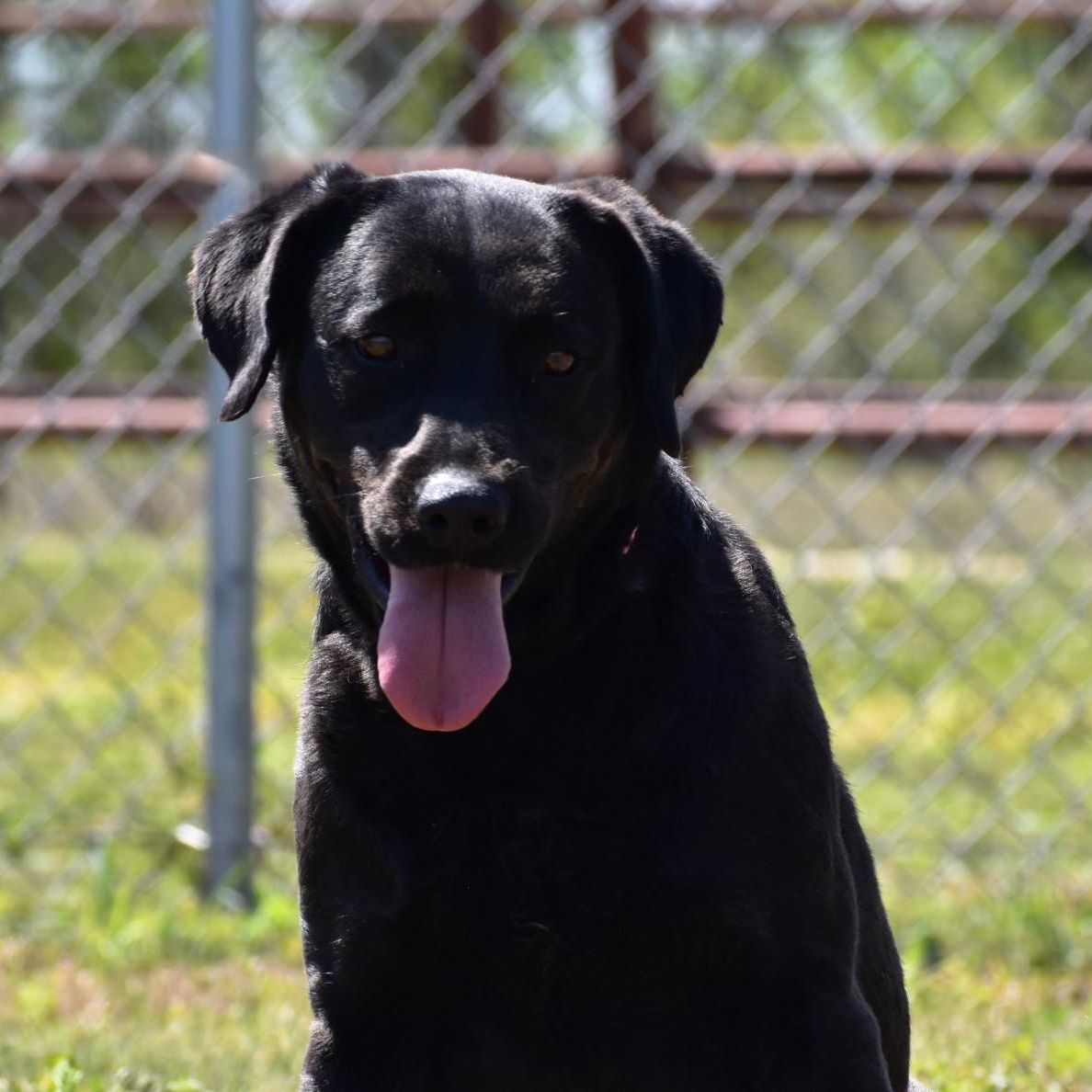 Linnie, an adoptable mixed breed in Amsterdam, NY image 2/6