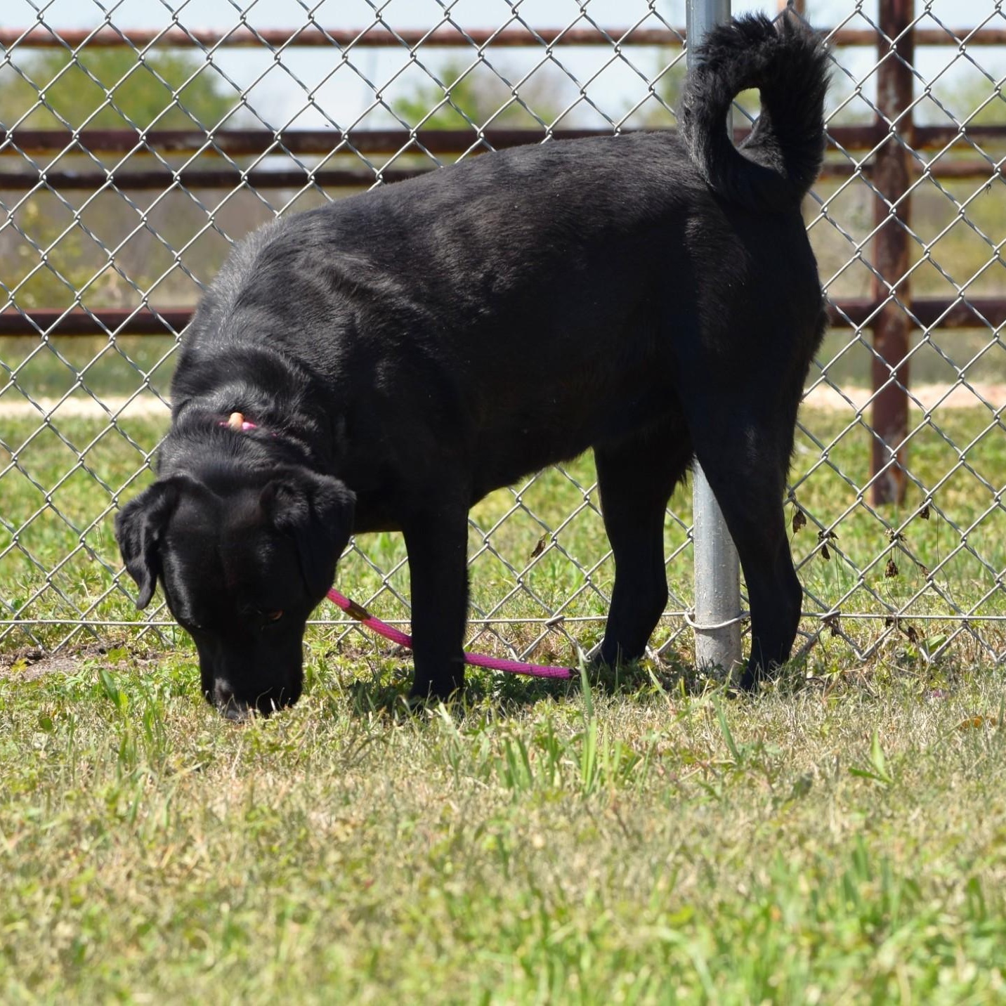 Linnie, an adoptable mixed breed in Amsterdam, NY image 6/6