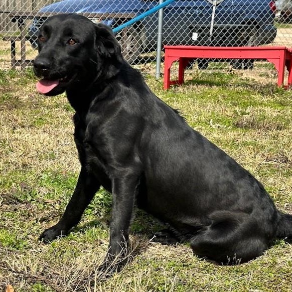 Enlarge Linnie, a Adoptable Labrador Retriever in Amsterdam, NY image 2/6