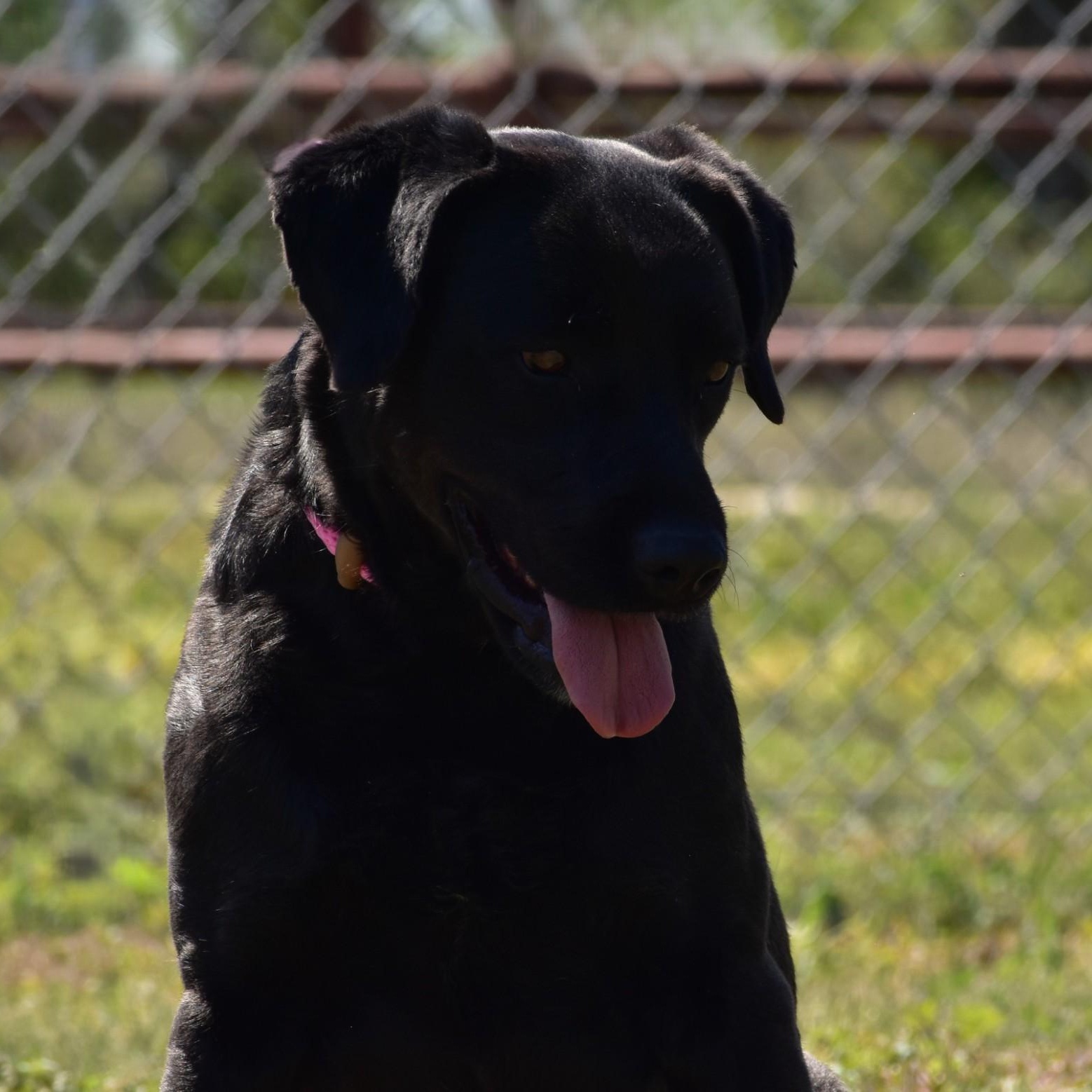 Linnie, an adoptable mixed breed in Amsterdam, NY image 3/6