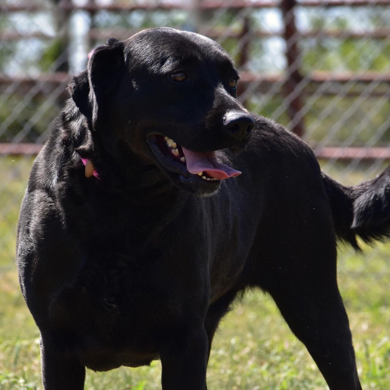 Linnie, adoptable, Adult Female Labrador Retriever.