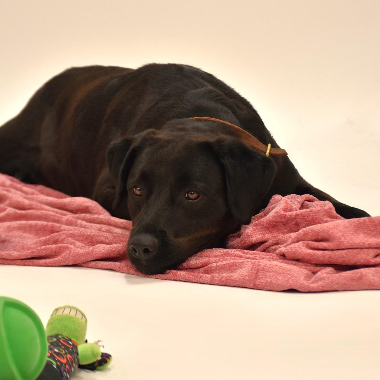 Enlarge Linnie, a Adoptable Labrador Retriever in Amsterdam, NY image 6/6