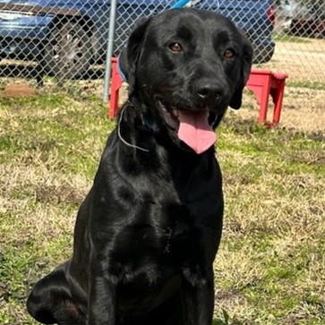 Enlarge Linnie, a Adoptable Labrador Retriever in Amsterdam, NY image 4/6