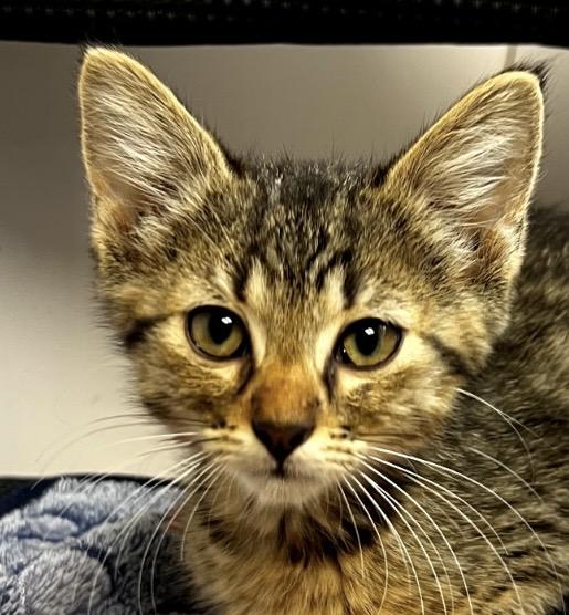 Millie, ADOPTABLE, Kitten Female Domestic Short Hair.