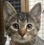 Millie, Adoptable, Kitten Female Domestic Short Hair.