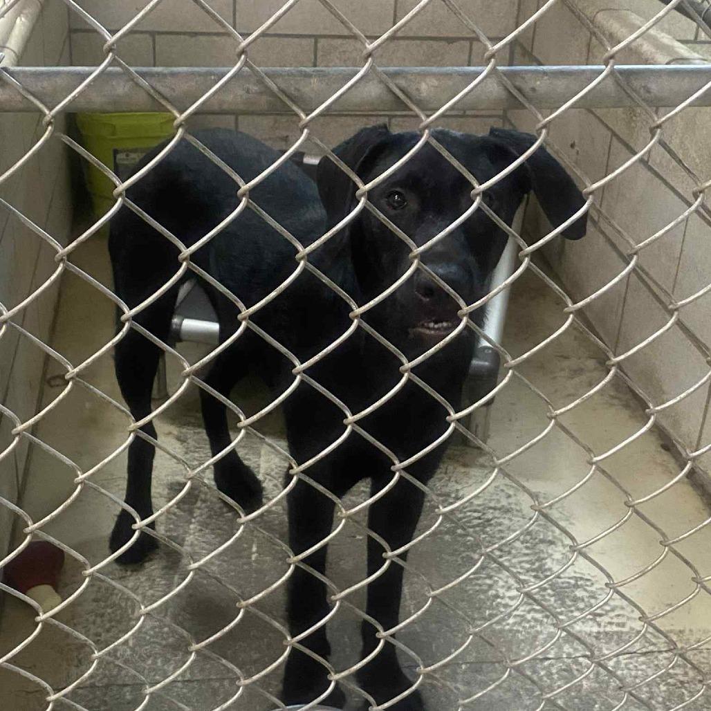 Enlarge The General, a Adoptable Mixed Breed in Huntington, WV image 4/4