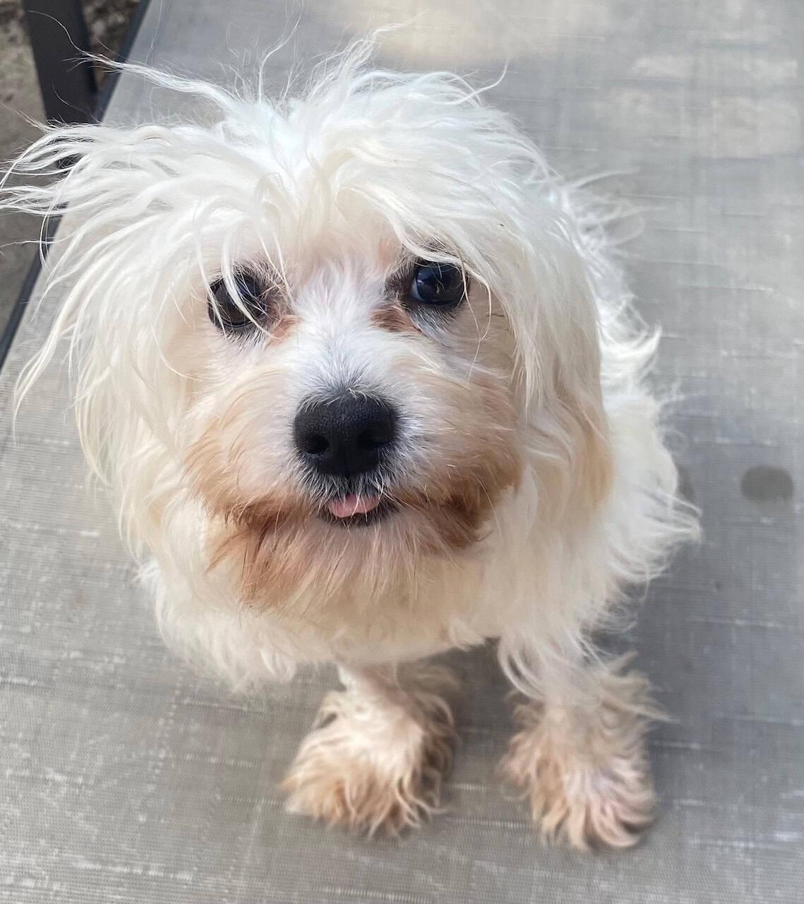 Cirrus, an adoptable Maltese in Calgary, AB, T2N 1V9 | Photo Image 1
