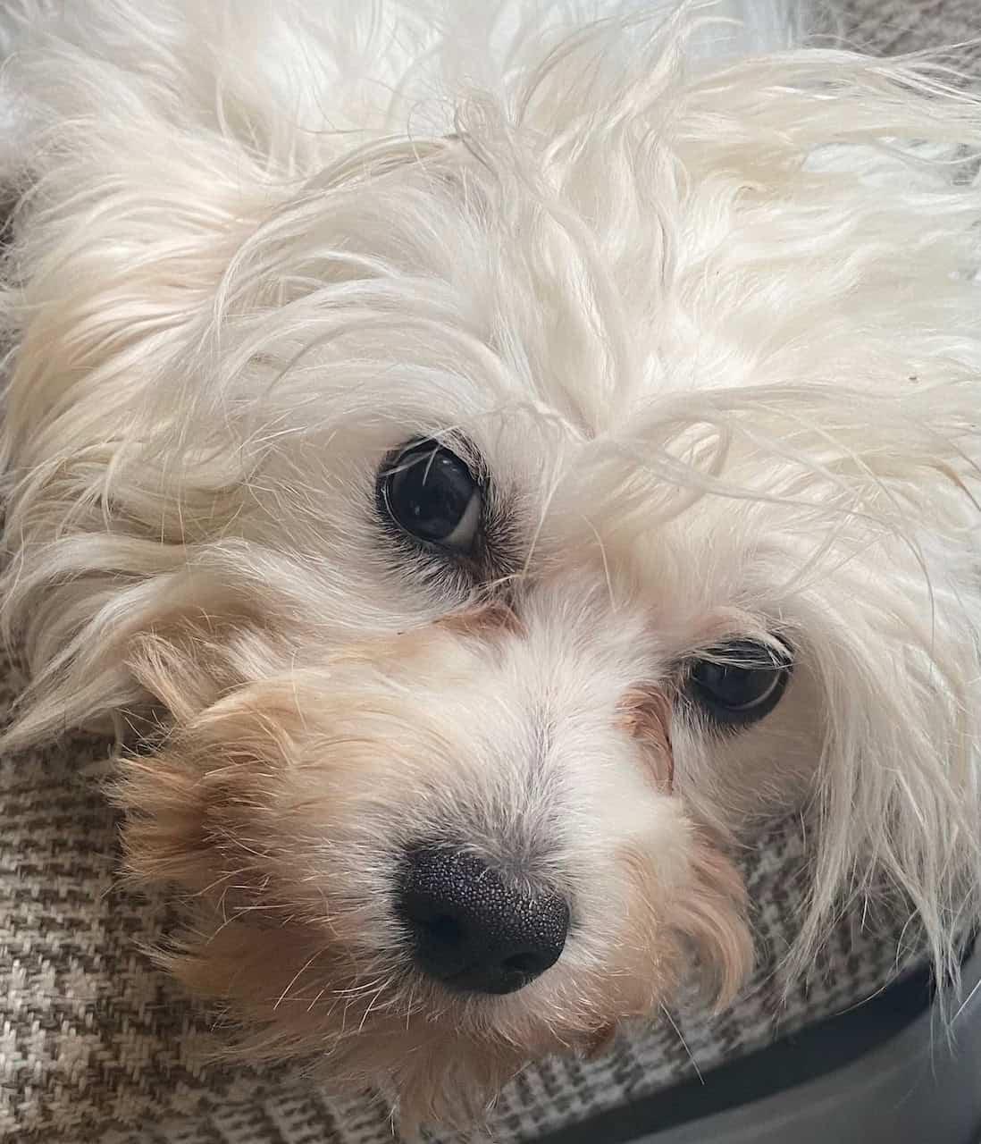 Cirrus, an adoptable Maltese in Calgary, AB, T2N 1V9 | Photo Image 5