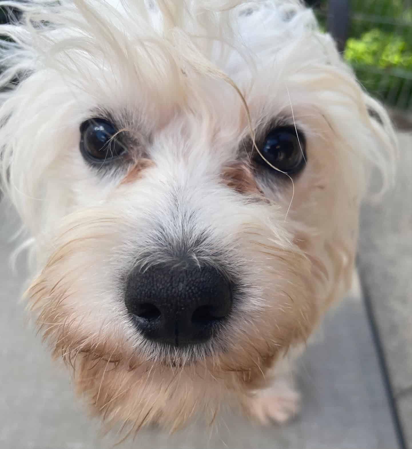 Cirrus, an adoptable Maltese in Calgary, AB, T2N 1V9 | Photo Image 2