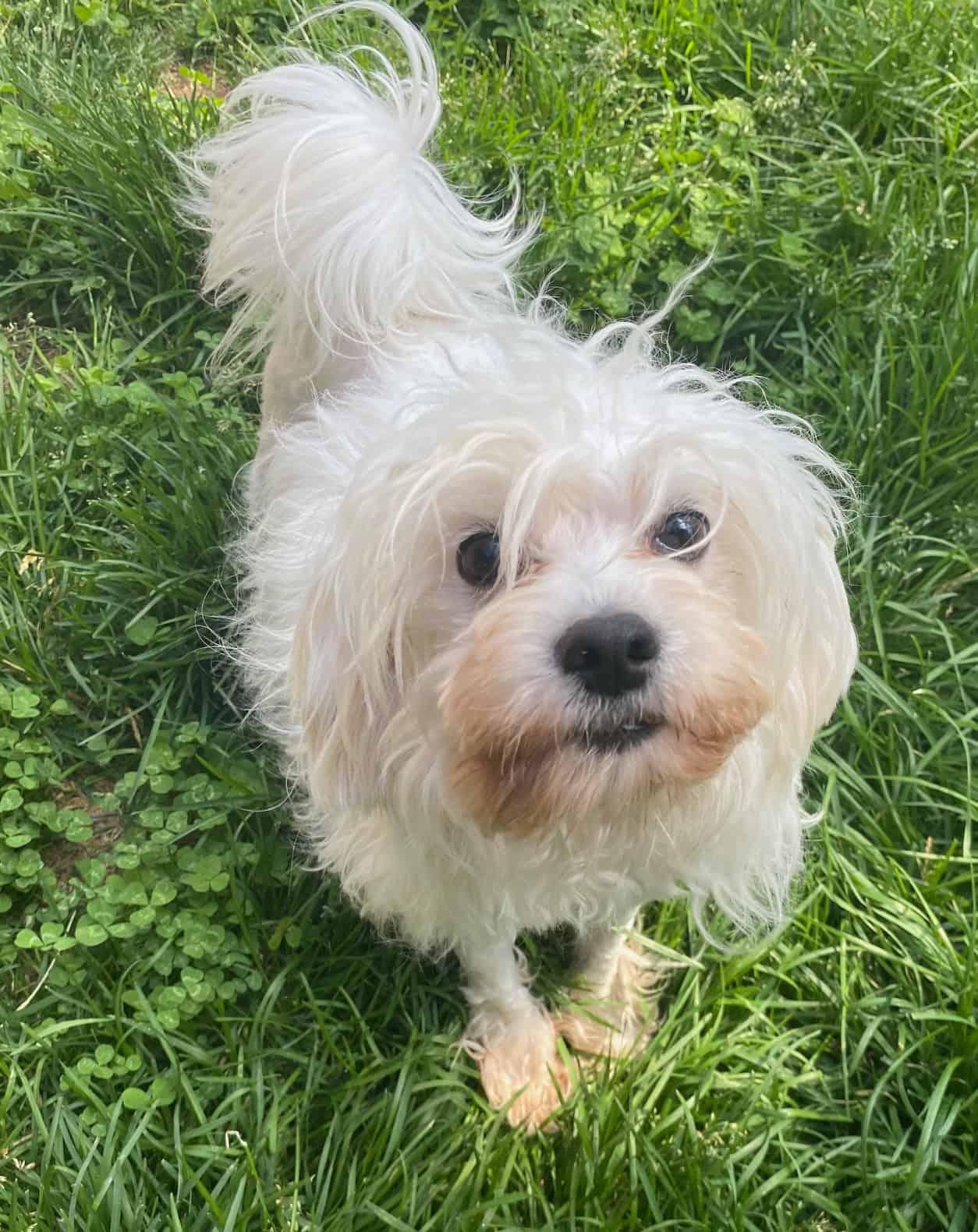Cirrus, an adoptable Maltese in Calgary, AB, T2N 1V9 | Photo Image 3