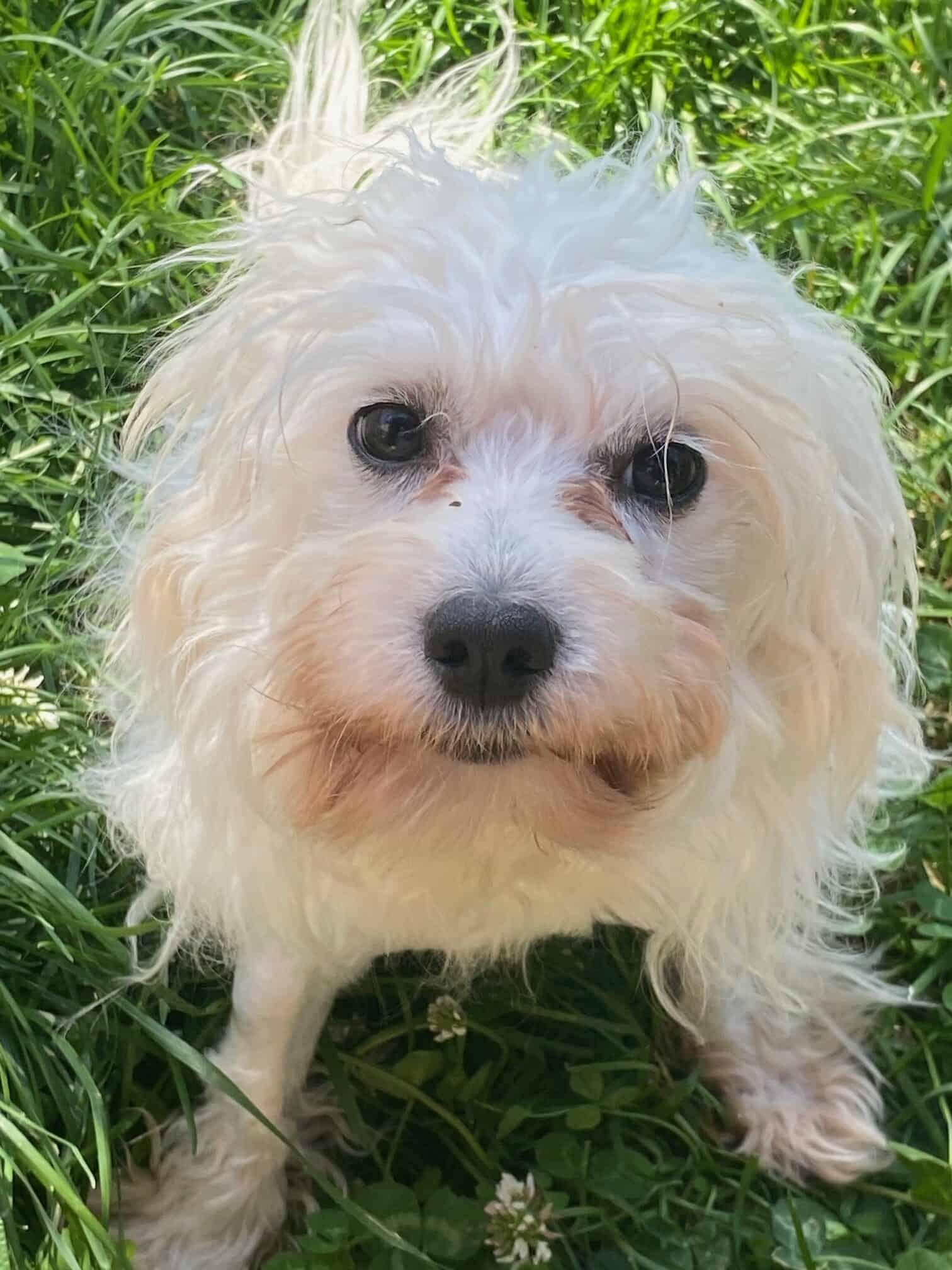 Cirrus, Adoptable, Adult Male Maltese.