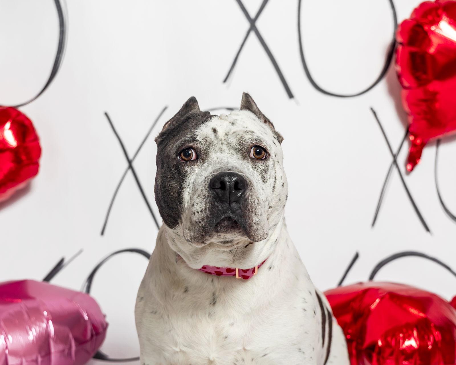 Barb, Adoptable, Adult Female Pit Bull Terrier.