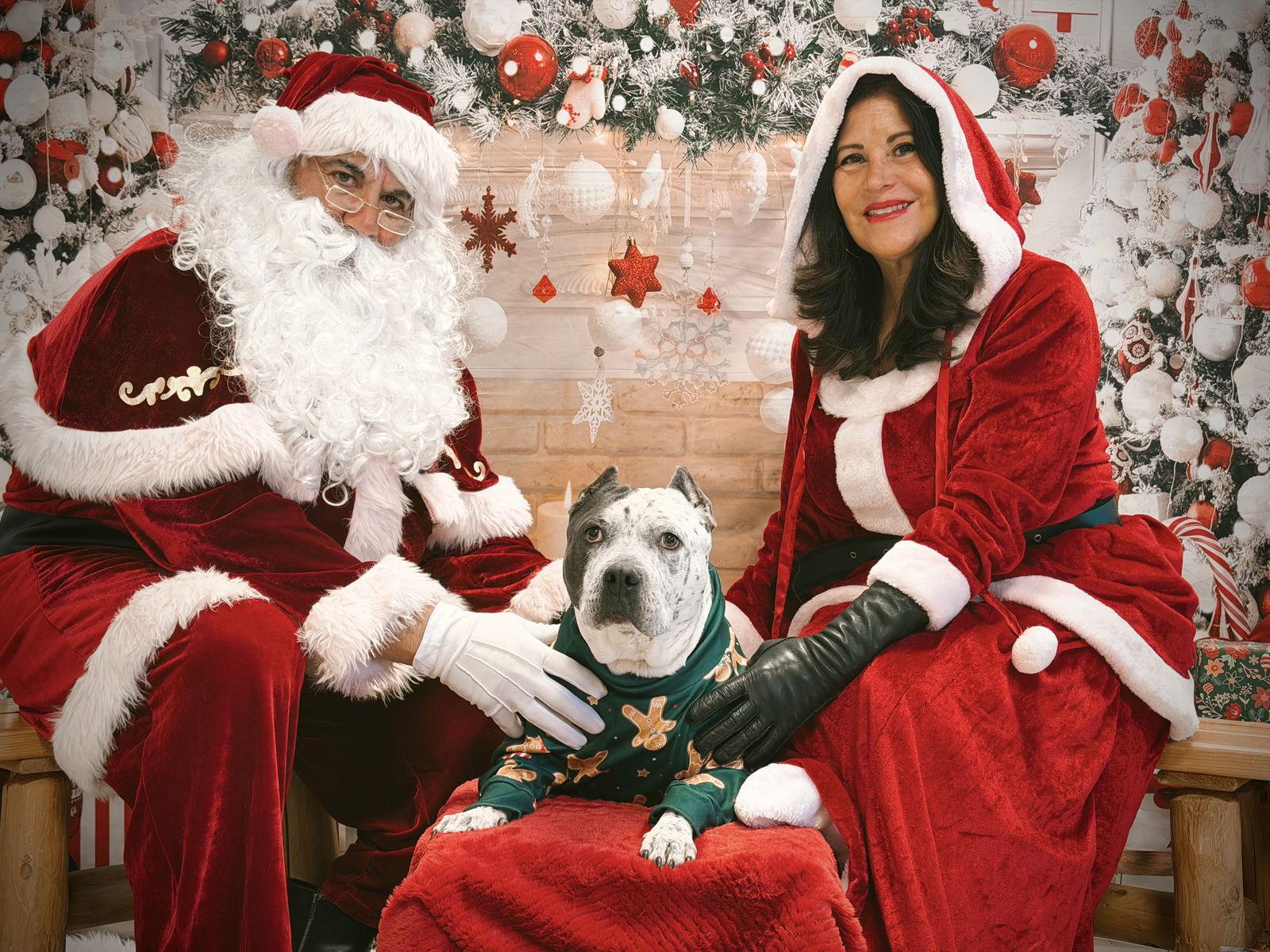 Barb, a Adoptable Pit Bull Terrier in Springville, NY image 3/3