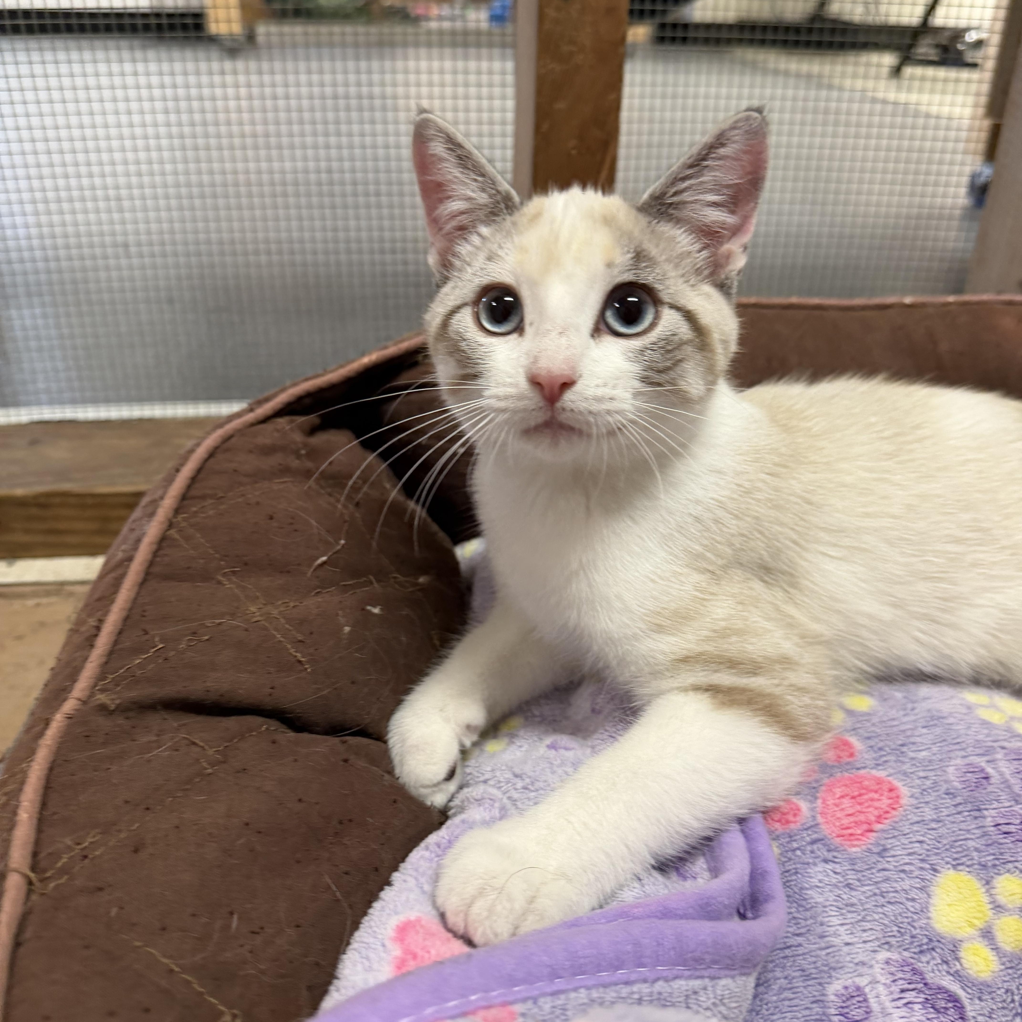 Enlarge Lilac, a Adoptable Siamese in Chisholm, MN image 1/1