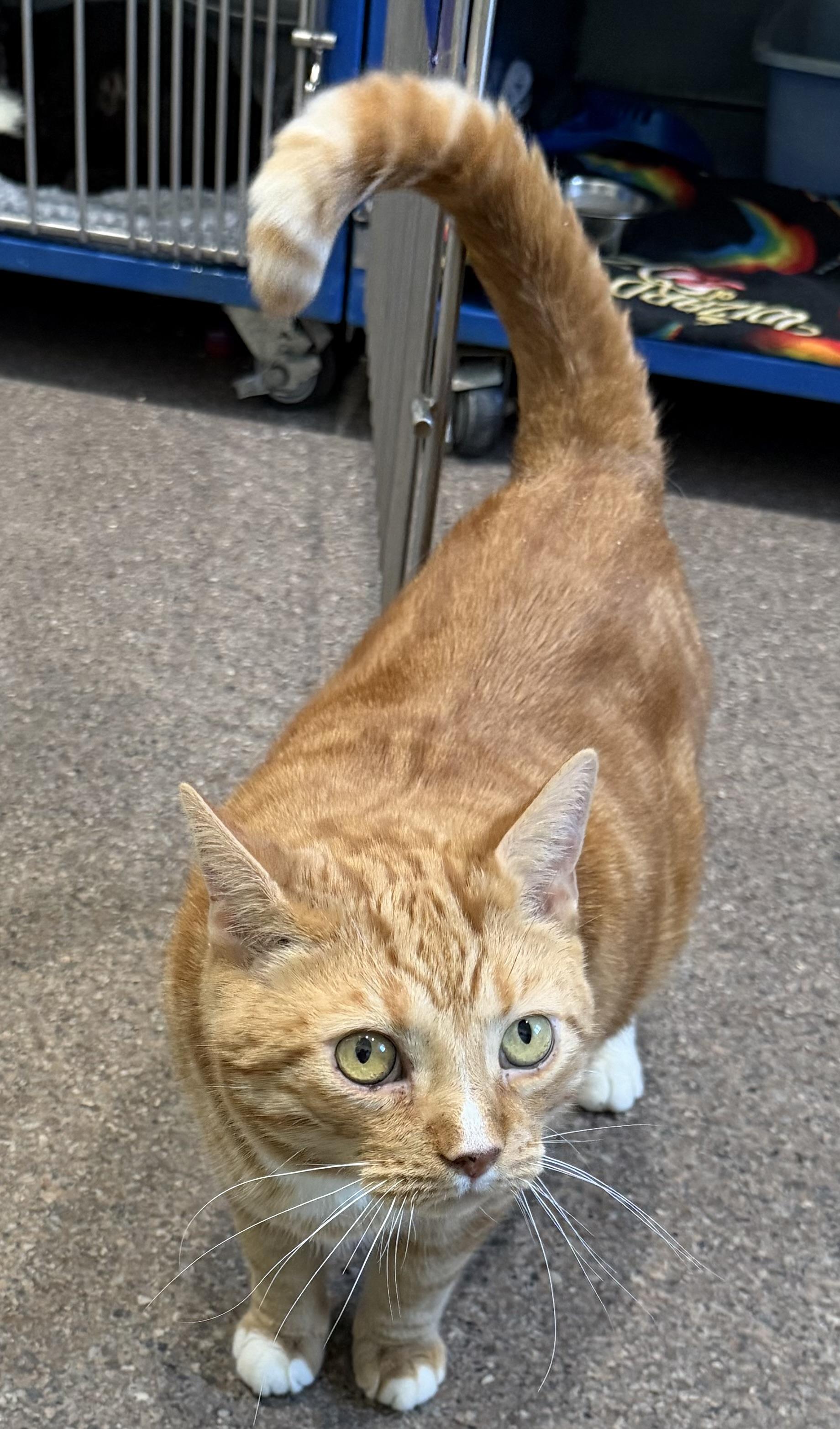Enlarge Pretty Boy, a ADOPTABLE Domestic Short Hair in Sault Sainte Marie, MI image 5/5
