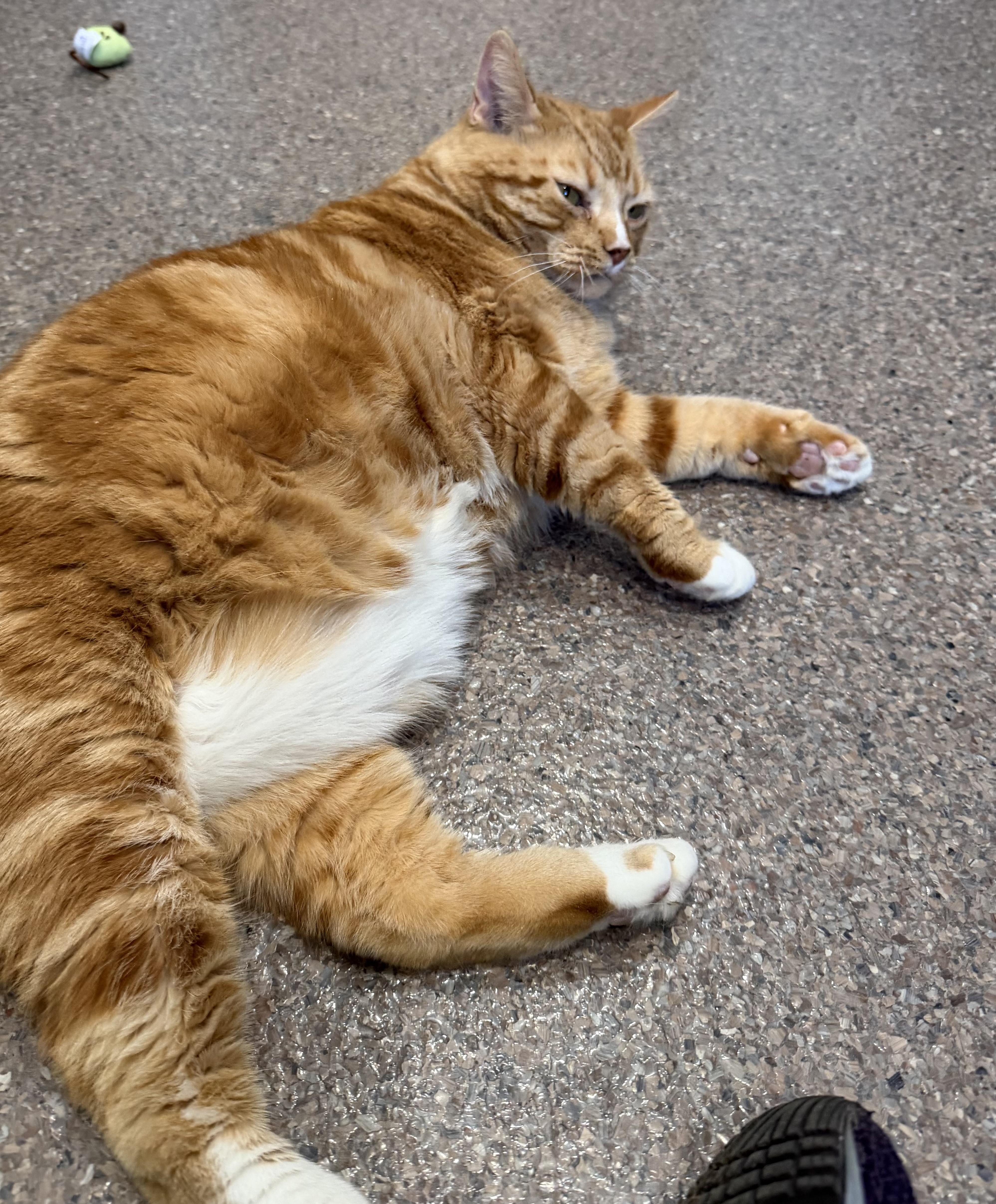 Enlarge Pretty Boy, a ADOPTABLE Domestic Short Hair in Sault Sainte Marie, MI image 3/5