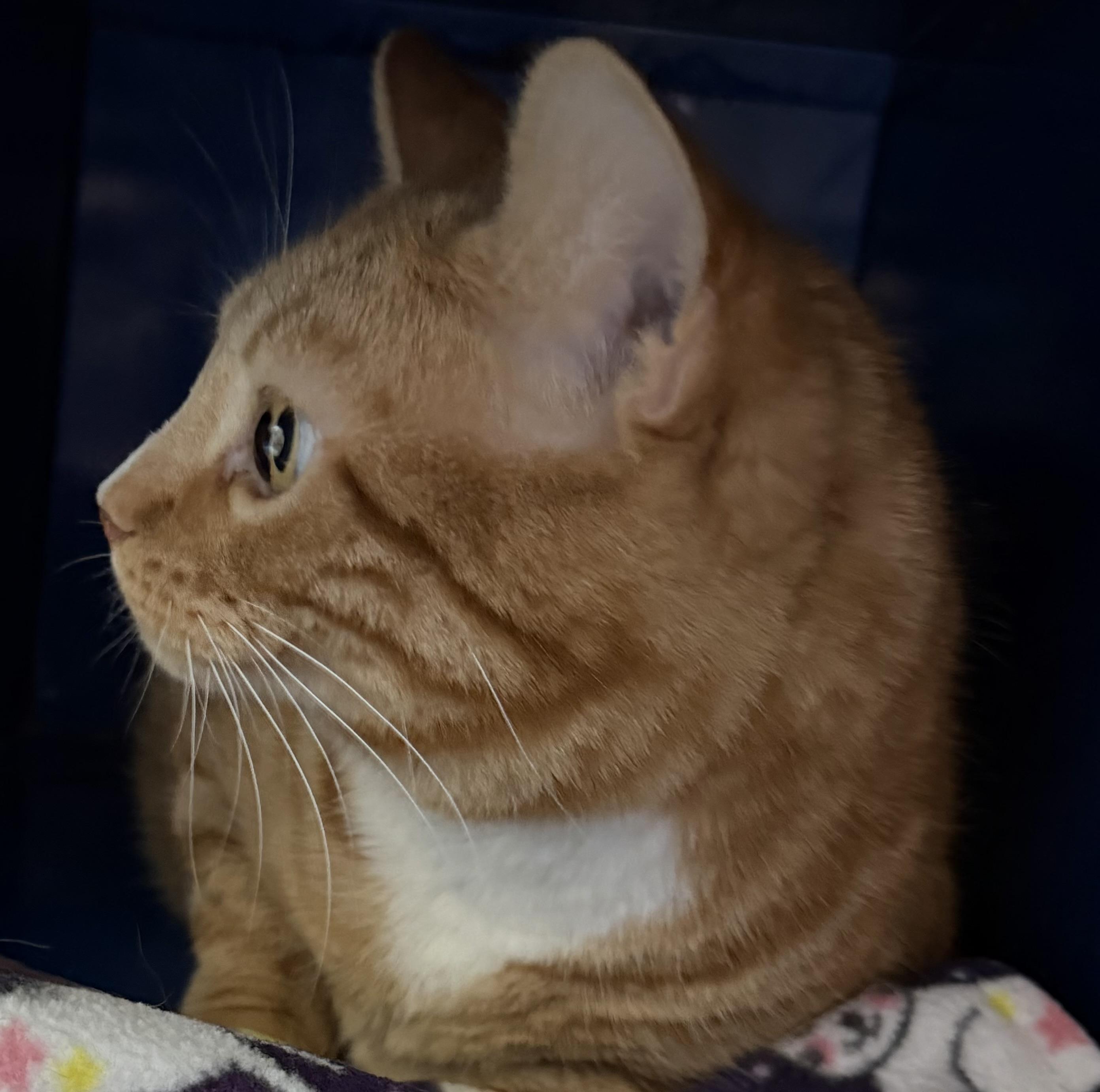 Enlarge Pretty Boy, a ADOPTABLE Domestic Short Hair in Sault Sainte Marie, MI image 2/5
