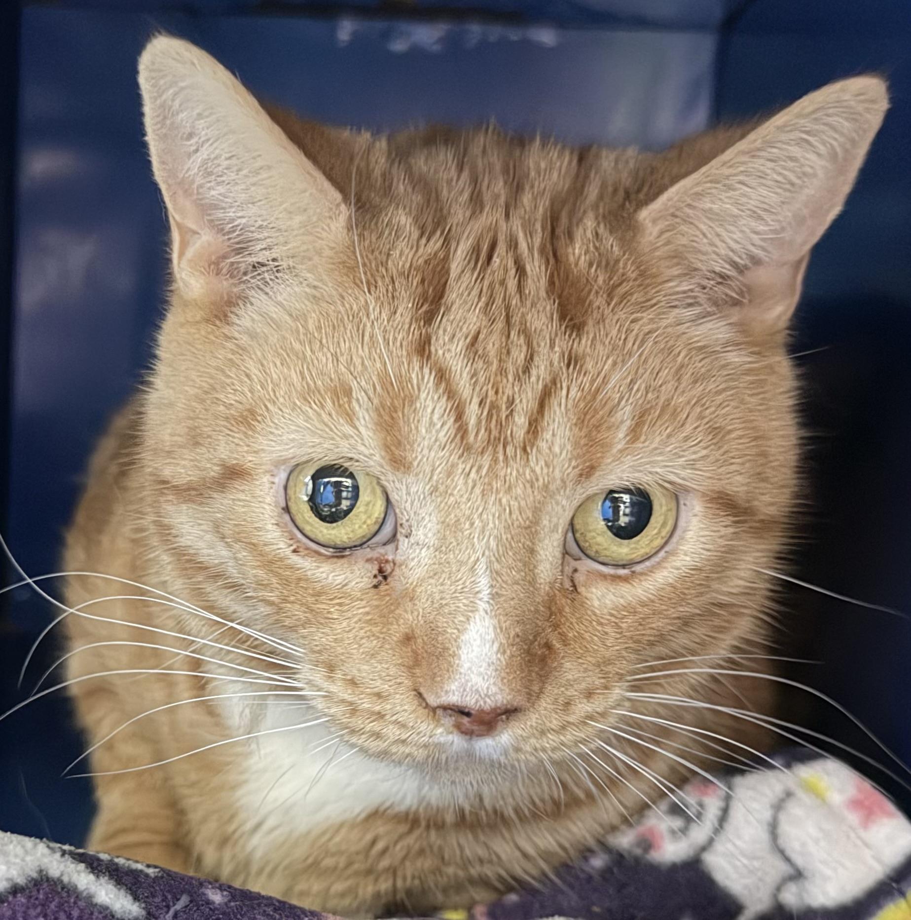 Pretty Boy, ADOPTABLE, Adult Male Domestic Short Hair.