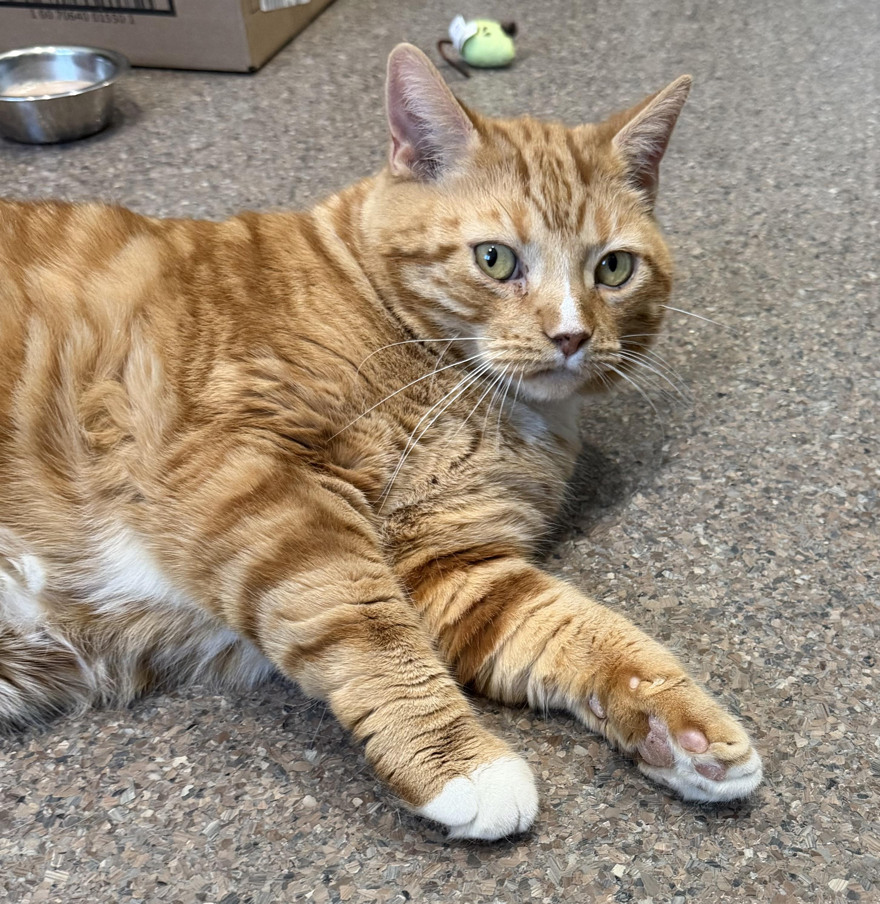 Enlarge Pretty Boy, a ADOPTABLE Domestic Short Hair in Sault Sainte Marie, MI image 4/5