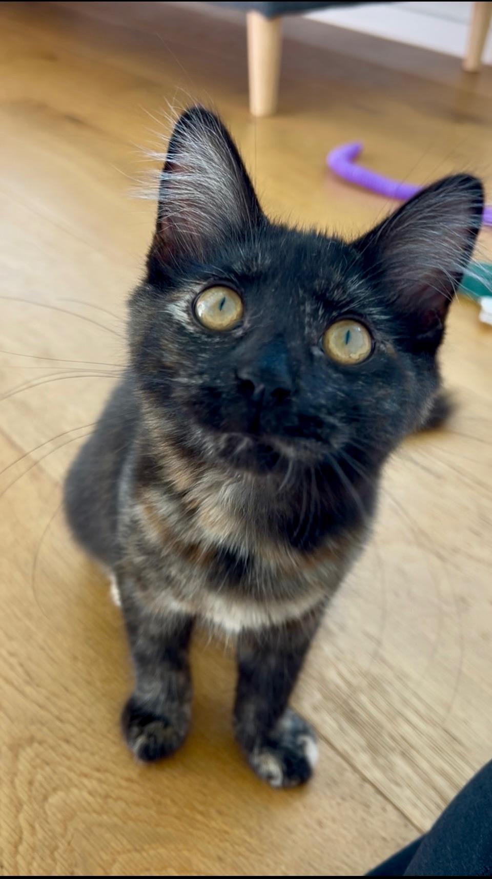 Coco Bouchon, Adopted, Young Female Tortoiseshell & Domestic Medium Hair.