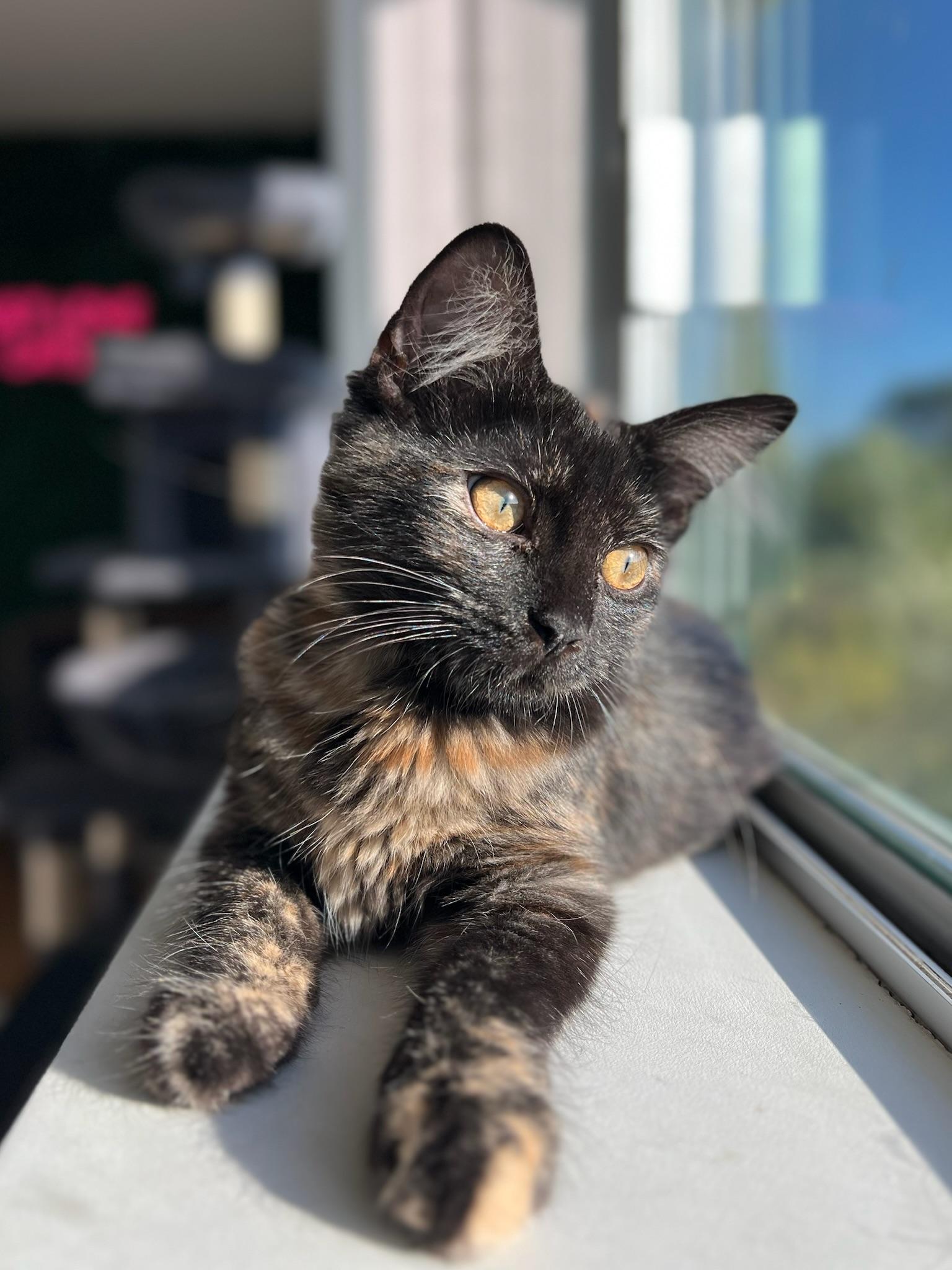 Enlarge Coco Bouchon, a Adopted mixed breed in Santa Monica, CA image 2/6